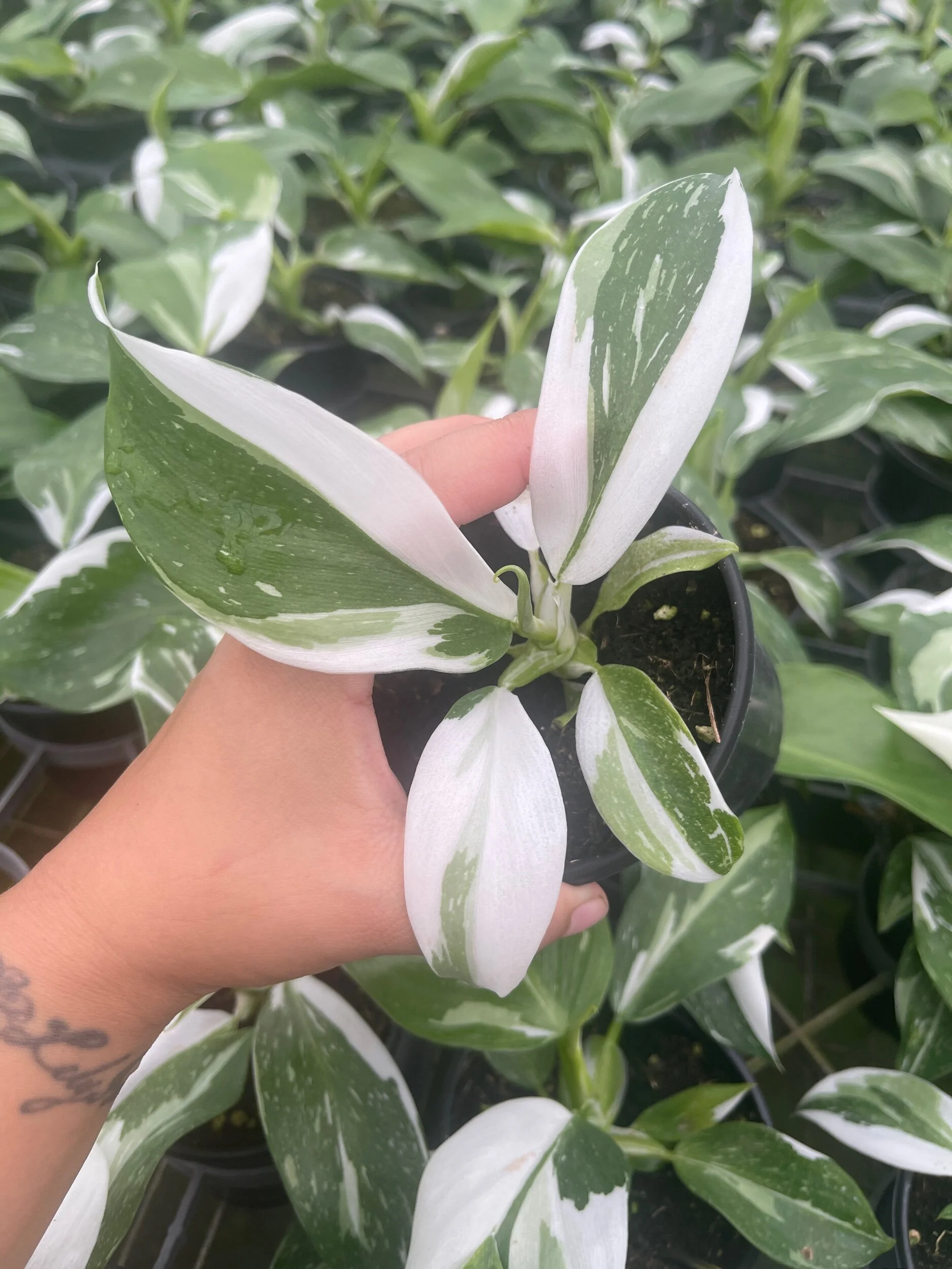 0992CB55-D36D-47F1-B53C-99EEE09D1333