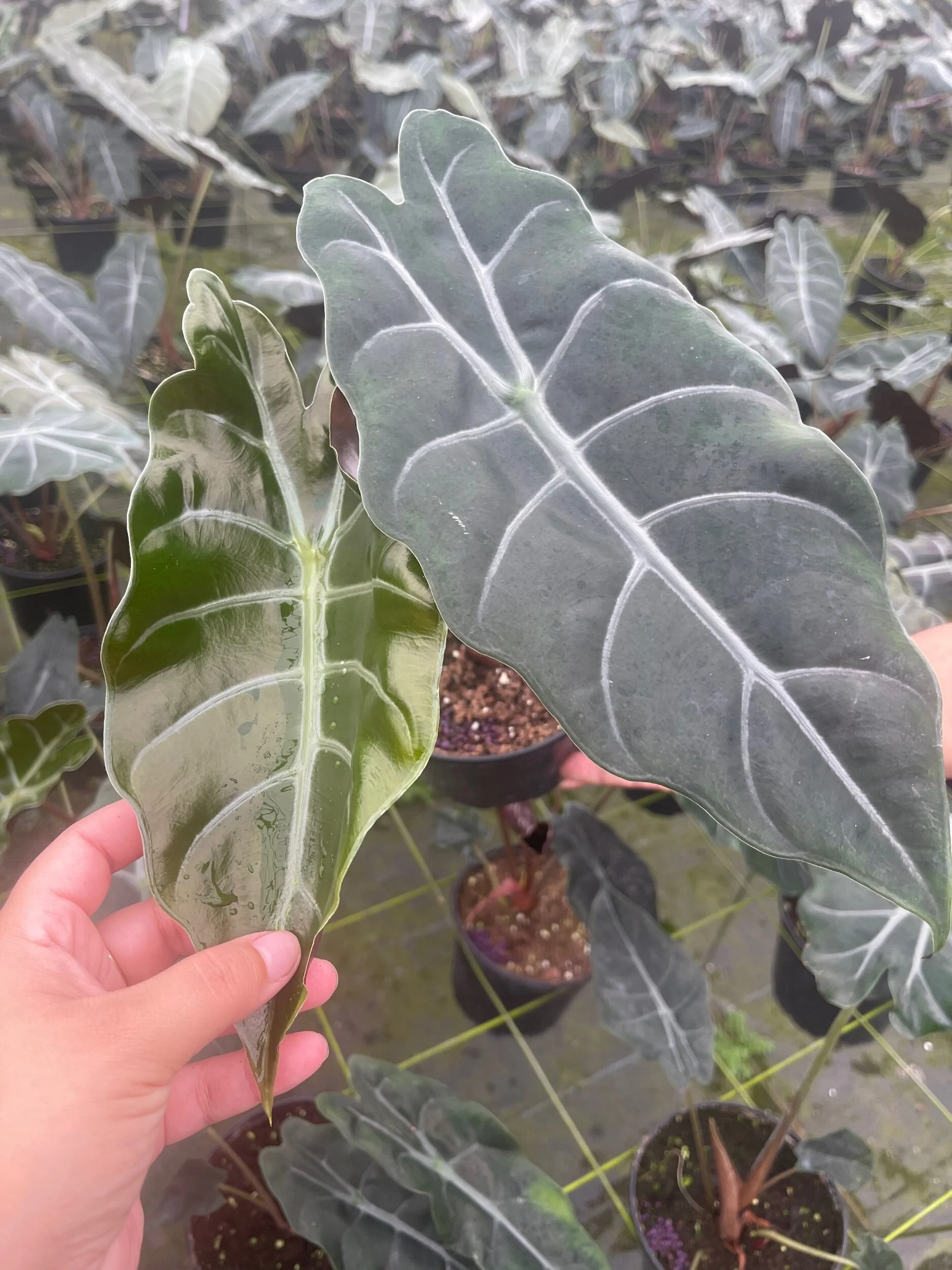 BEDE3B13-9DC2-4537-BBC9-558269248C09