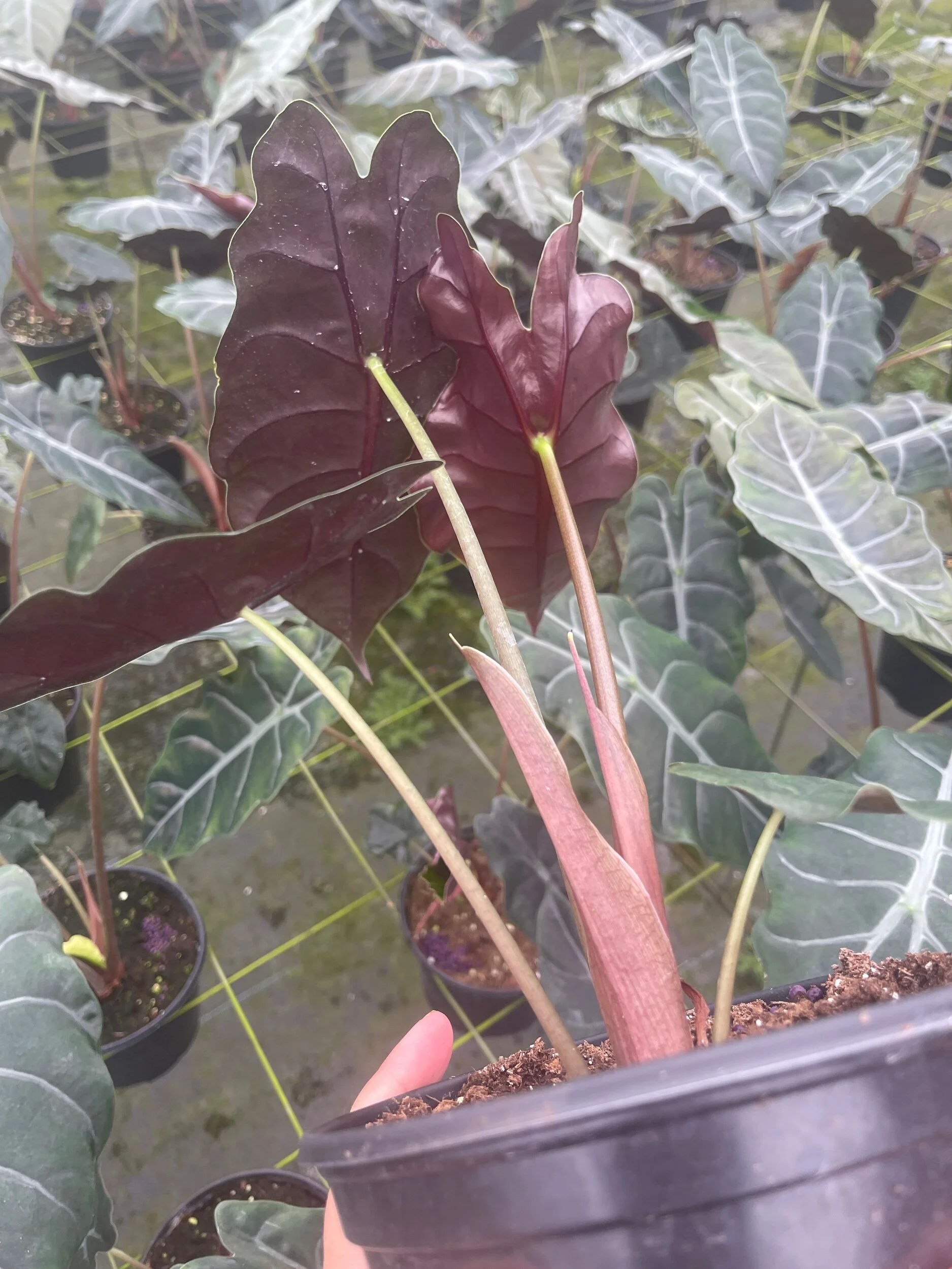 306E9501-EC8C-4966-9138-C007B14C5821