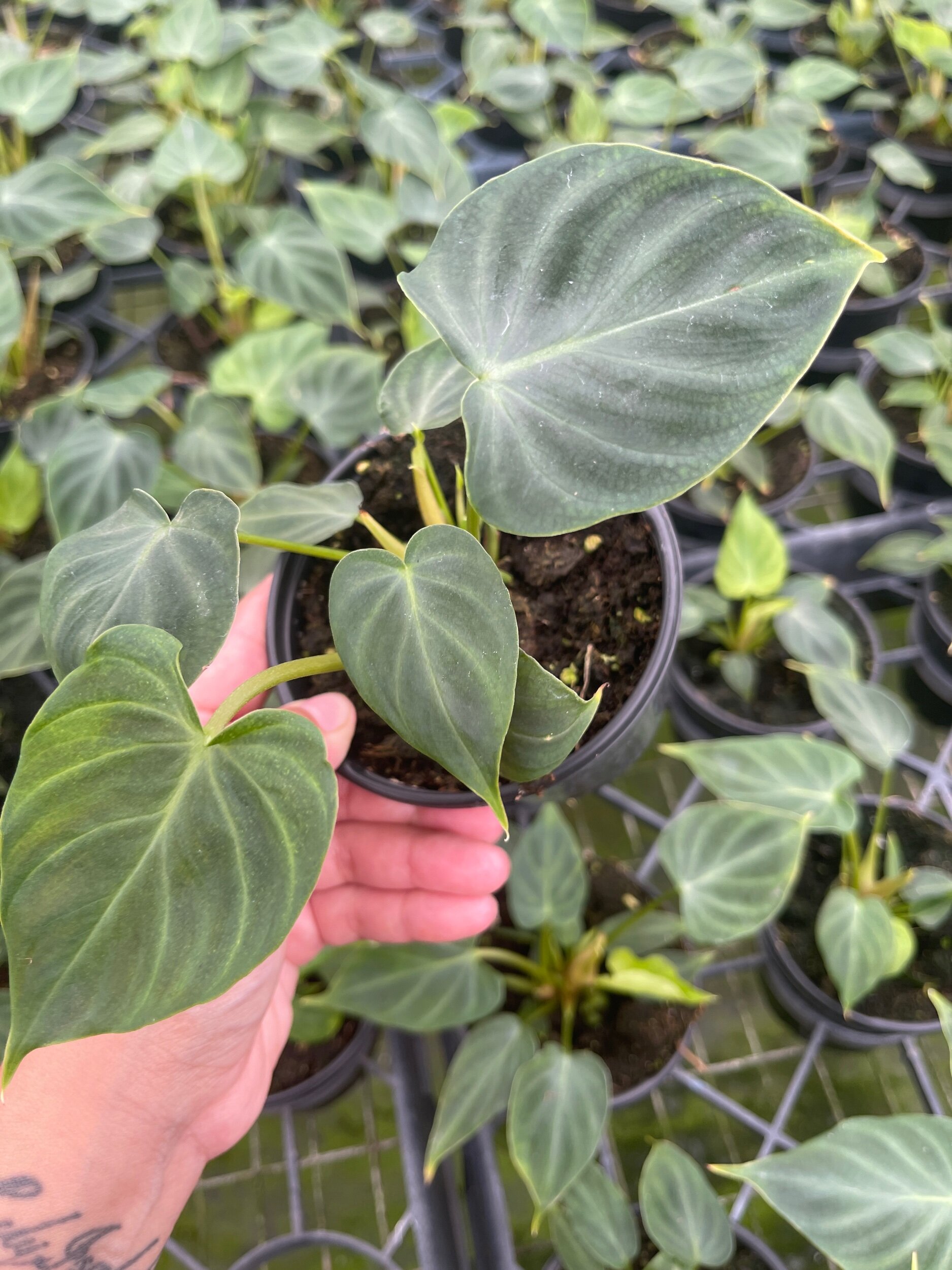 1A0A1FBB-7C5F-4EB9-AC98-3F35BF4DFD78