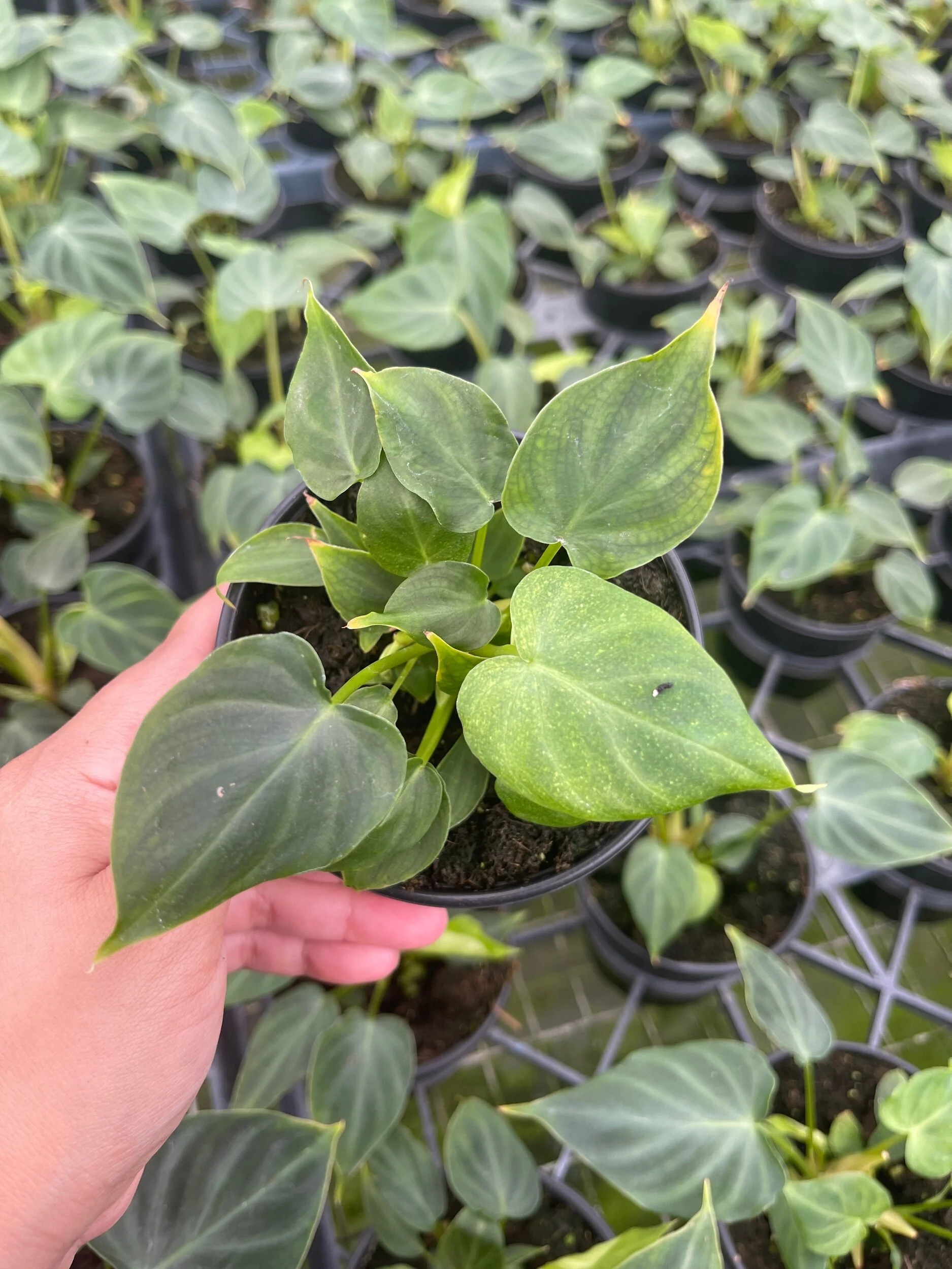 5C9460B5-5B8D-448D-863F-F2E1947FA9EB