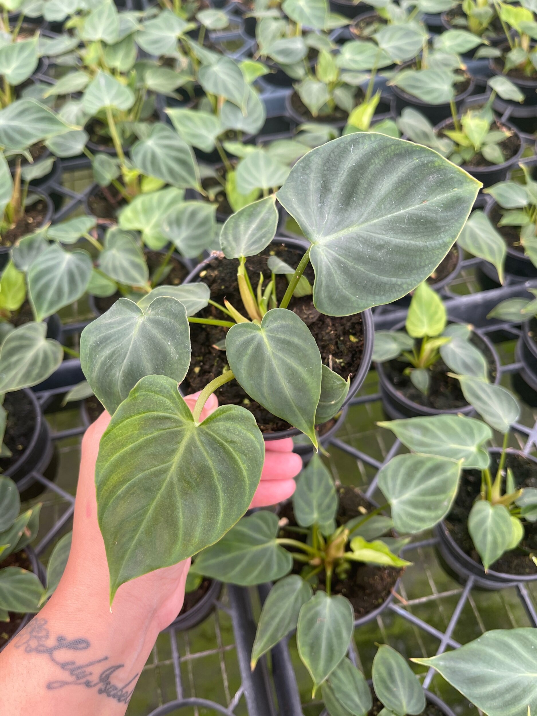 BB32AE90-9F49-4010-93F5-2B419CC4C8E2