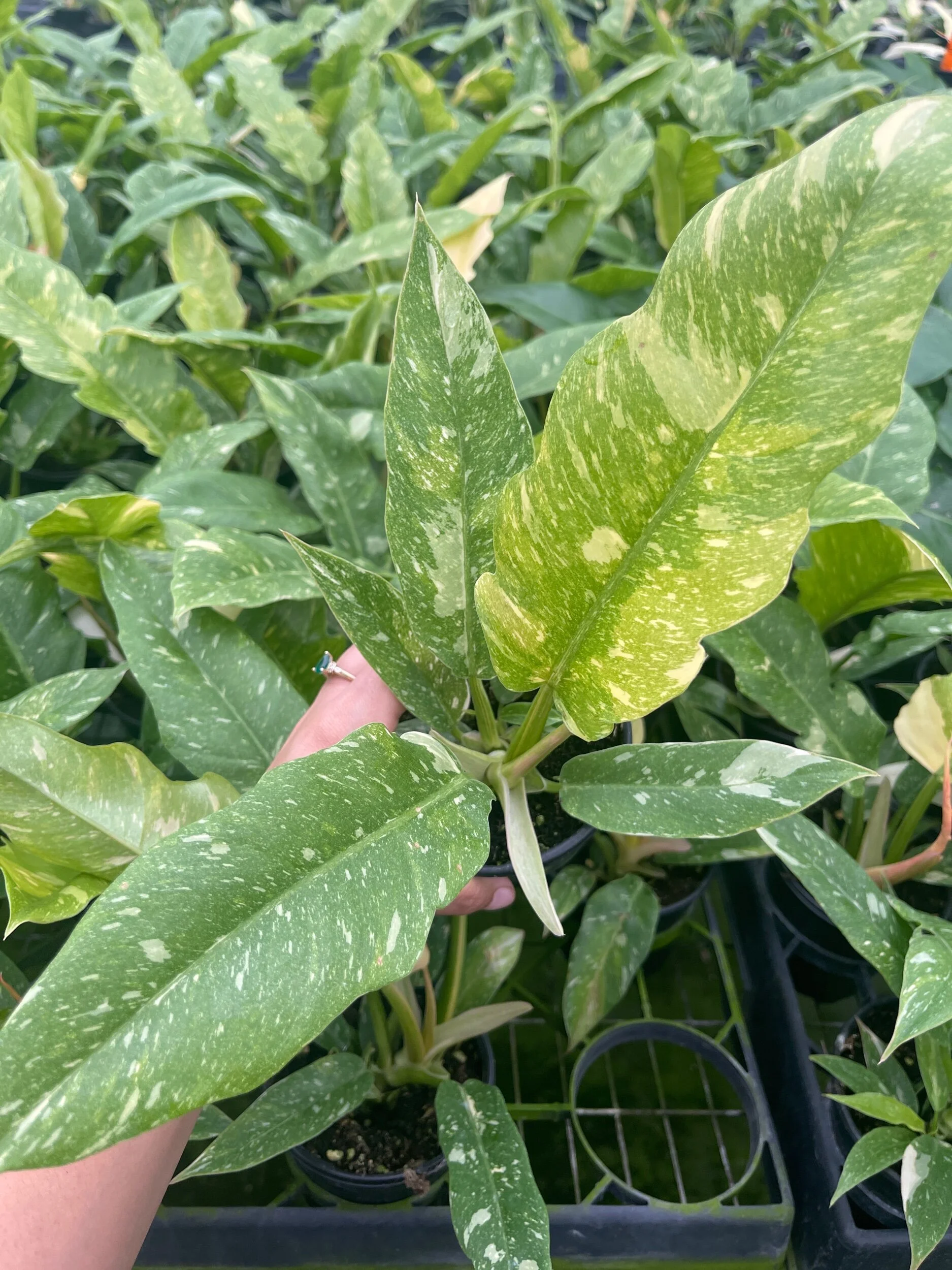 EF0E8C7A-9A69-4875-B7F8-D6659D43FC11