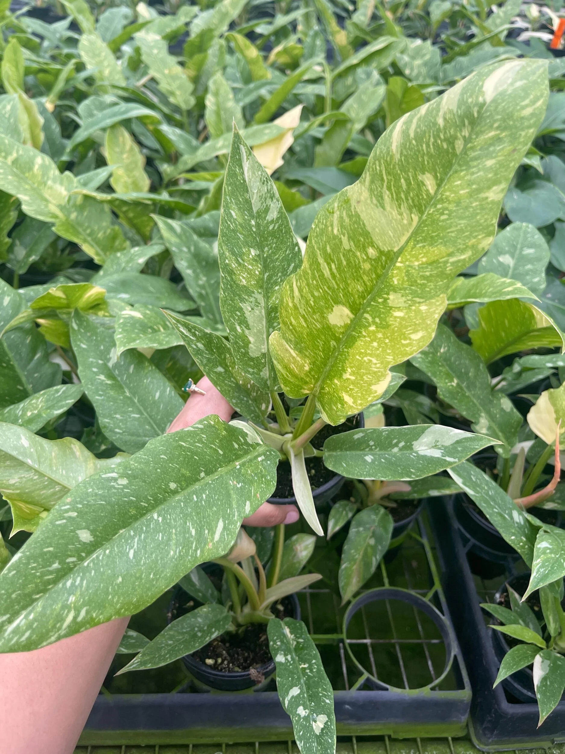 D5949A33-FF4B-49E4-AF6E-D1CC8EE9DA16