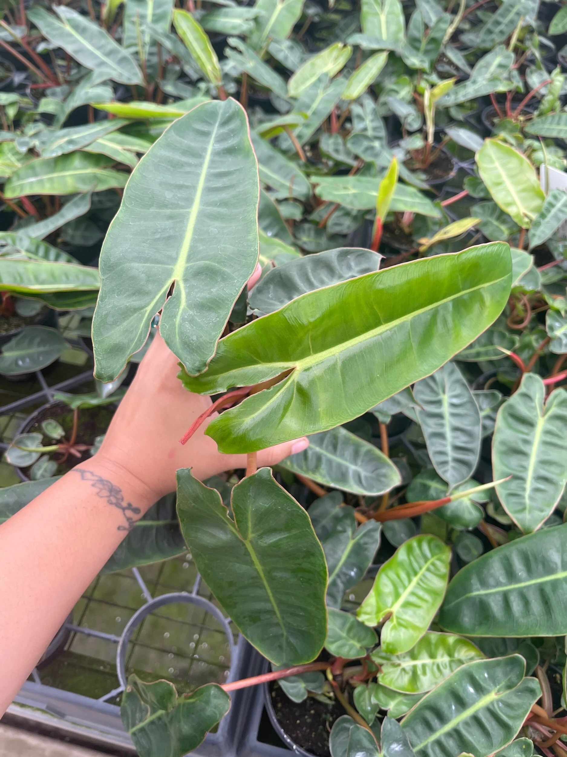 48A1D0FA-EA6A-4080-84E0-8648C7DEC99D