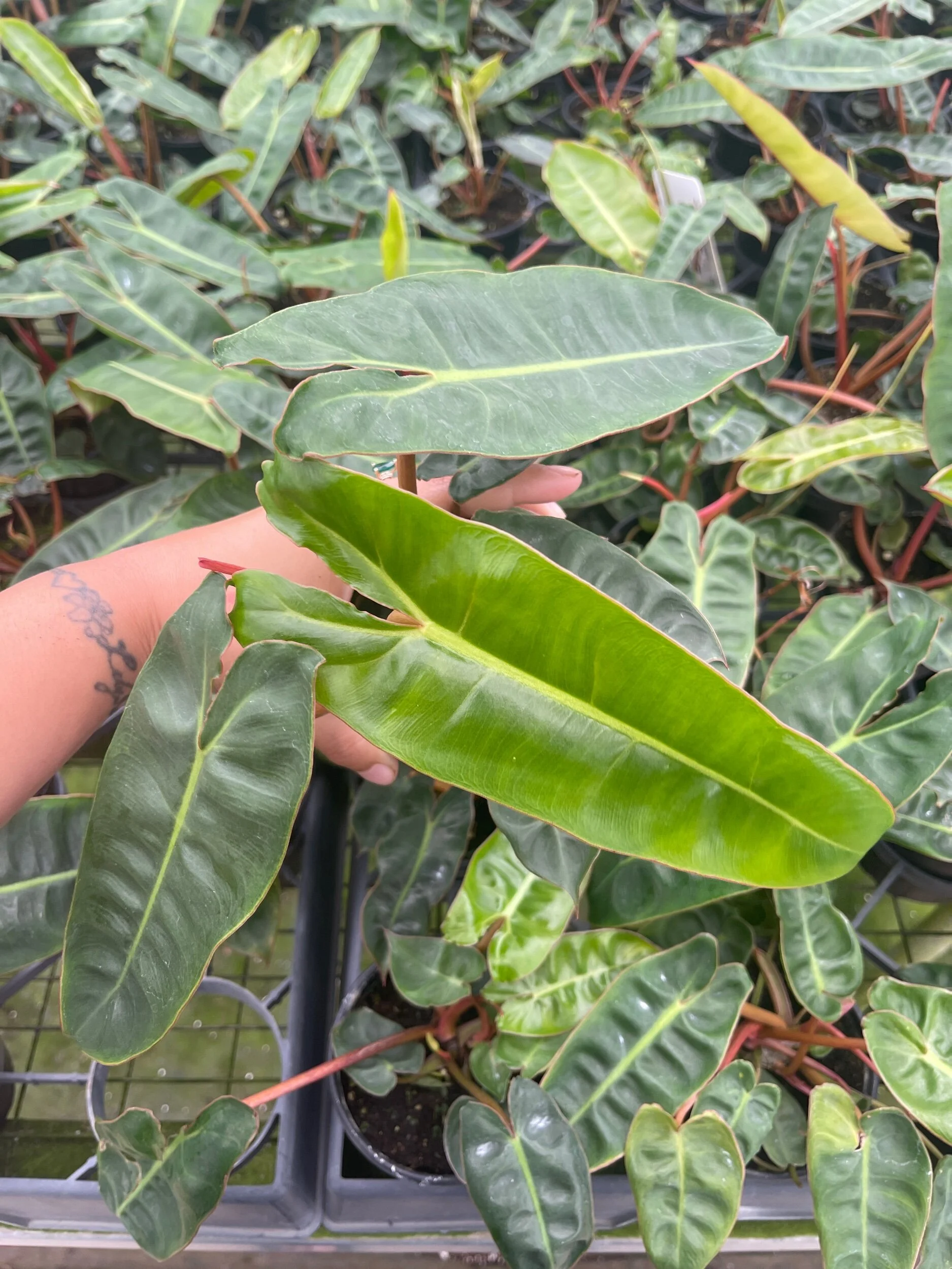 2C6E9B84-697A-494E-A6AD-0B37C0787D88