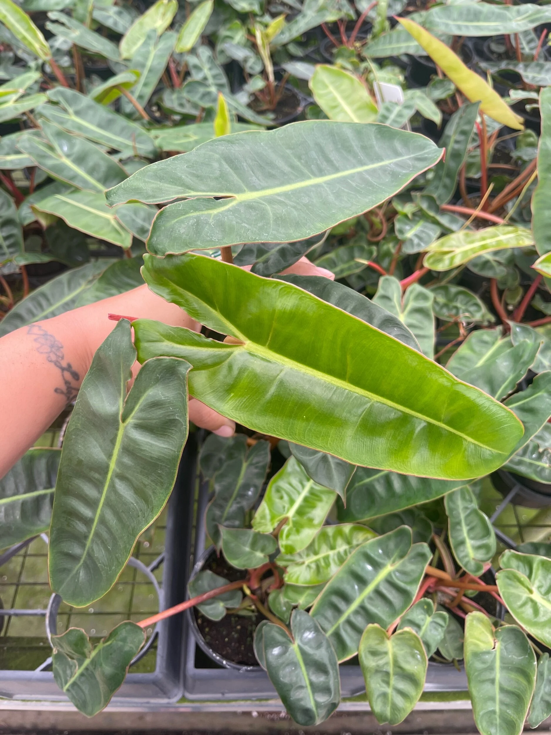 0A9EC51D-E40A-4CF0-BF3C-48DA23EFE74C