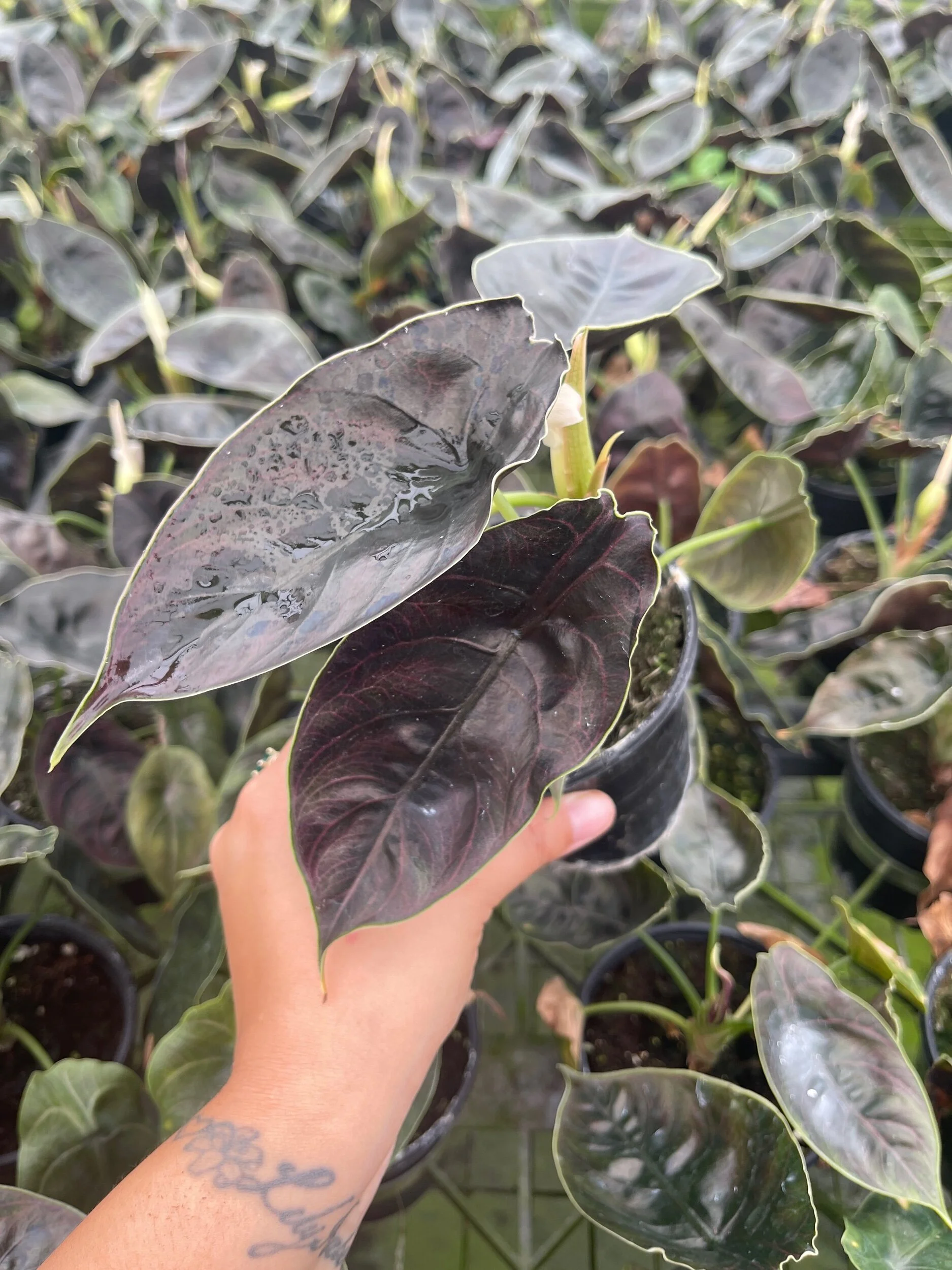 6002EA9B-CD25-47CB-86B1-43DC58FBBD3D