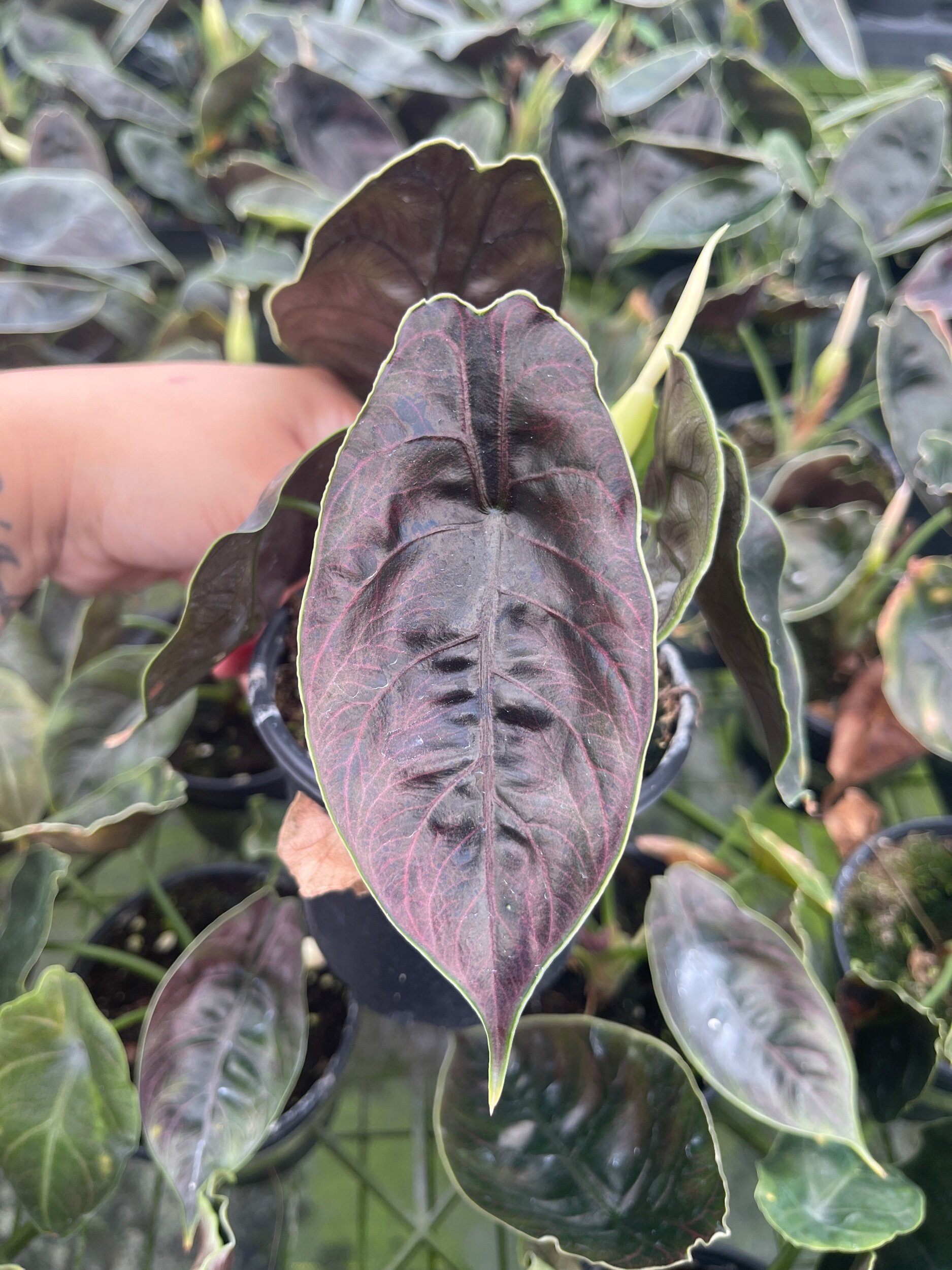 51701B0B-4448-45D7-A7D8-F9FE1679325C