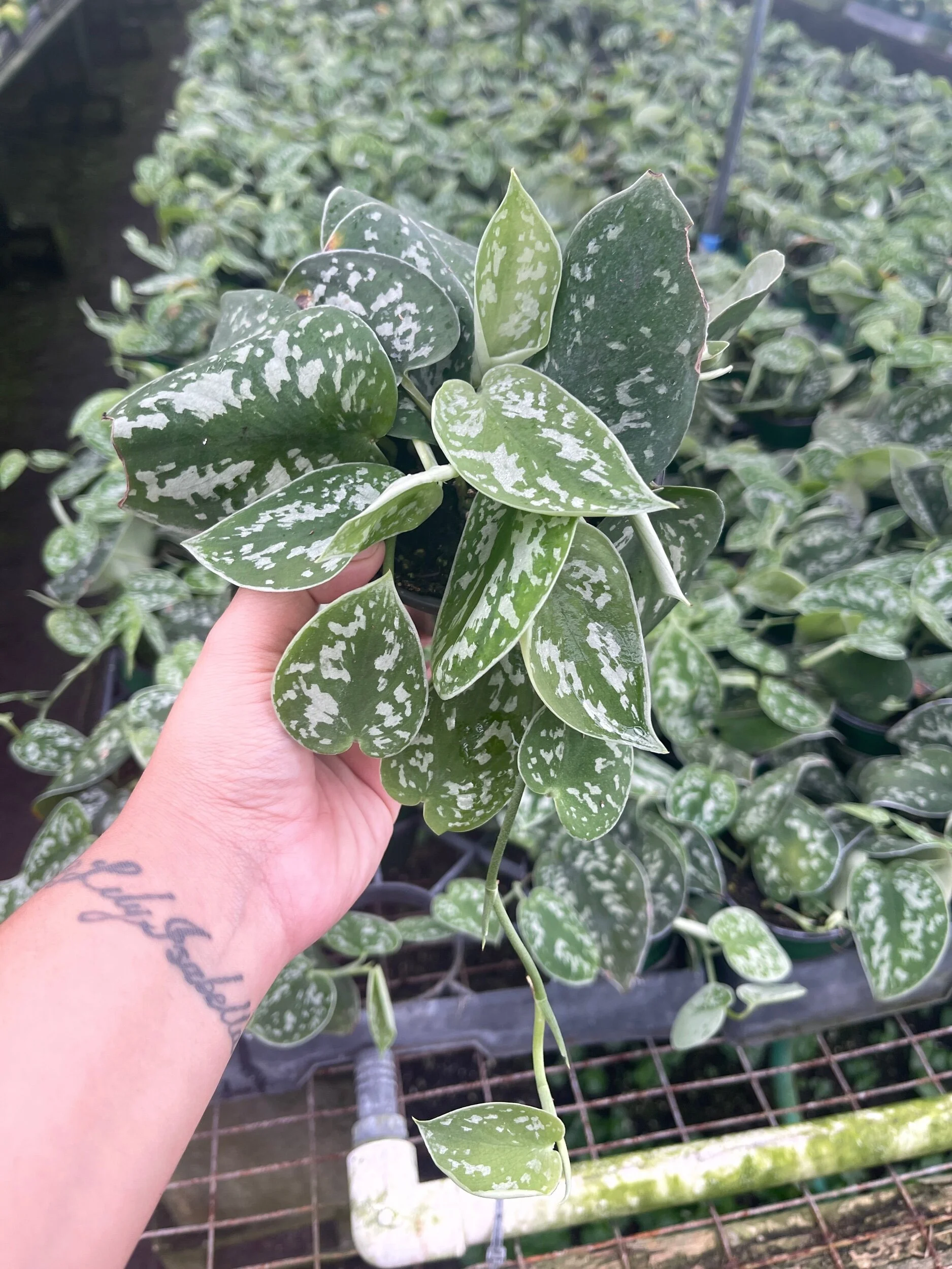 6D8C954A-0E61-43BE-AA78-46D626B3A867