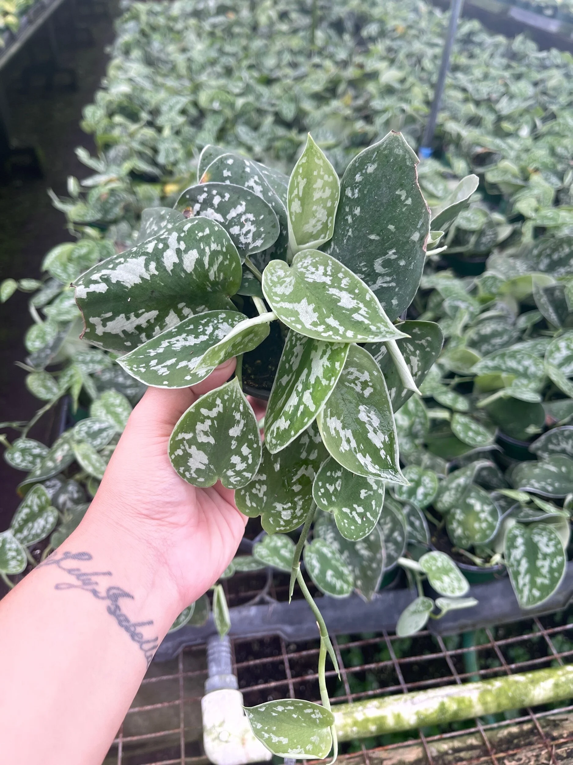 6E18A95E-477E-439B-905E-08AB38C9290F