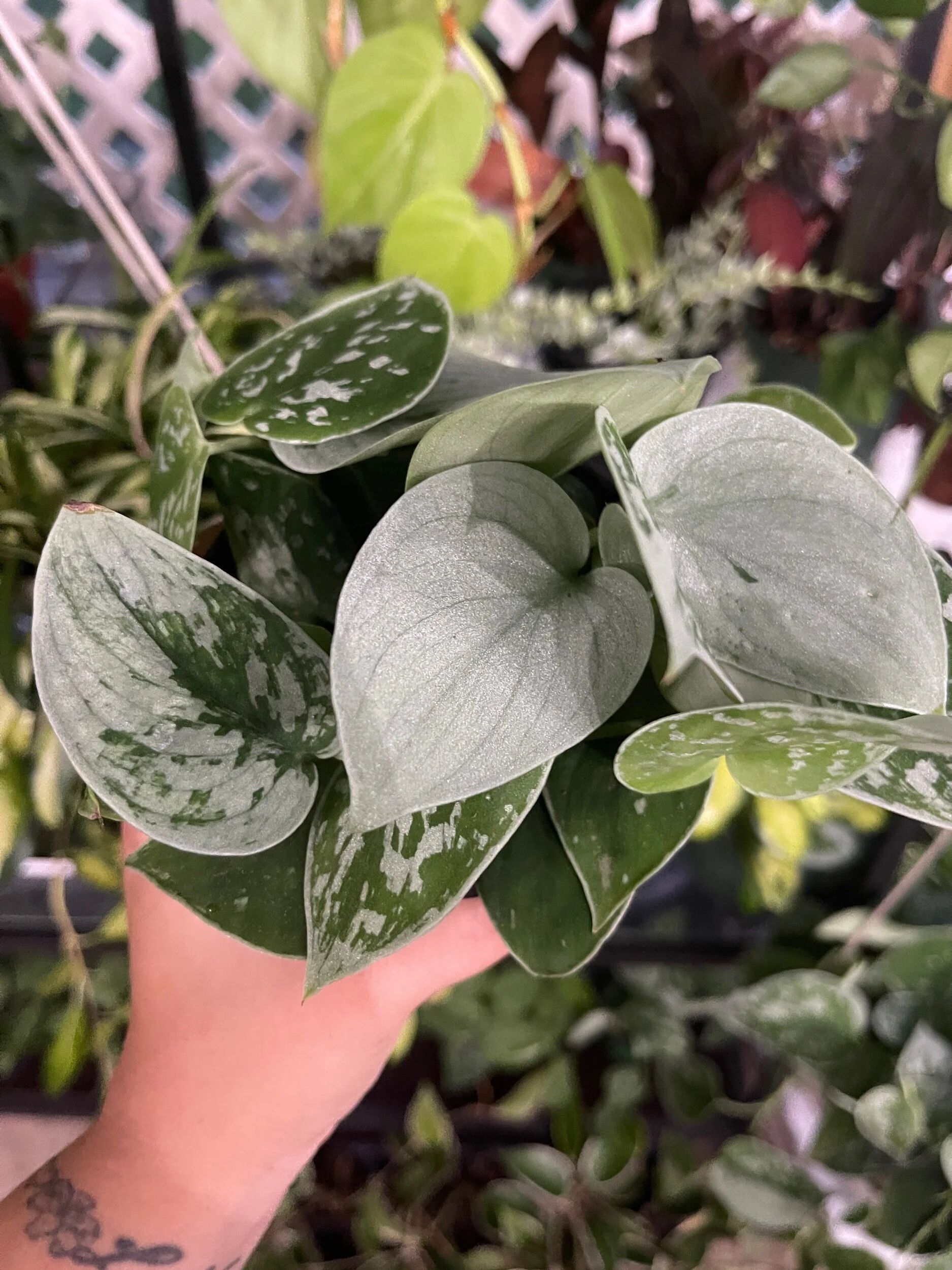 7F4C6E59-7AC4-4B60-A129-3A05739161DE