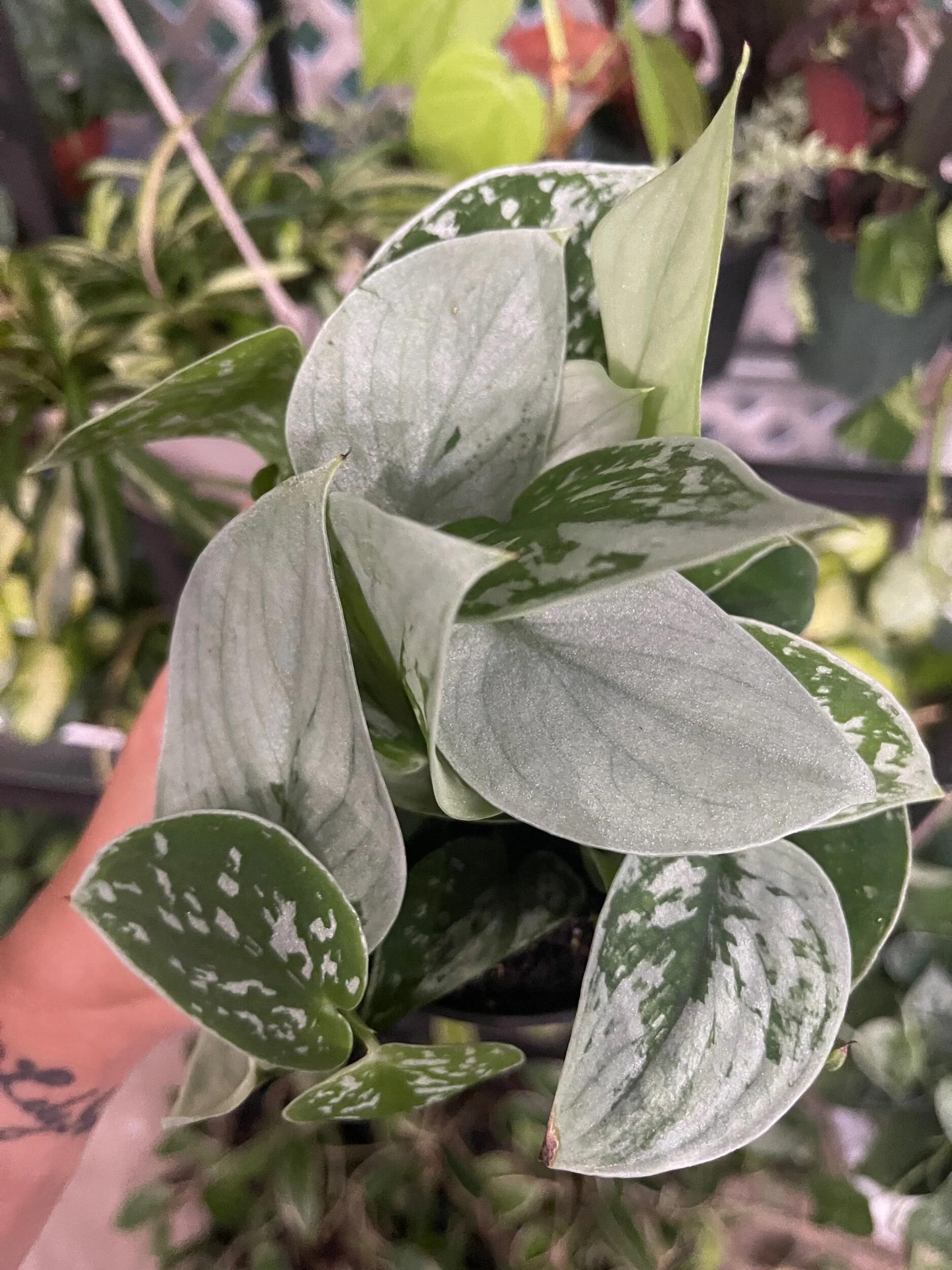 AB71D347-D6EC-40D9-B670-ACE756CE61A9