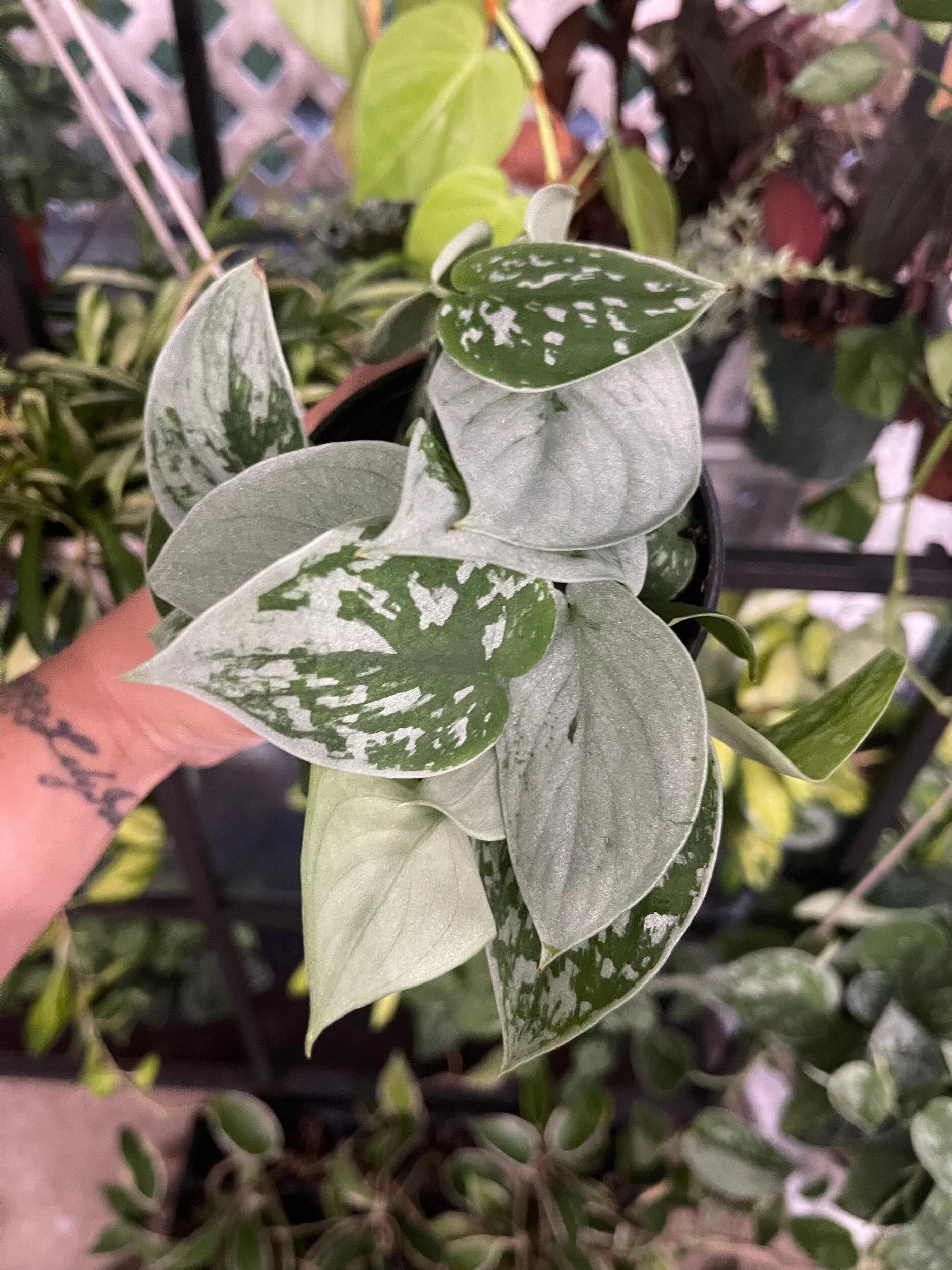 DCC87DD2-1B64-4A67-A7B4-18F990C3382D