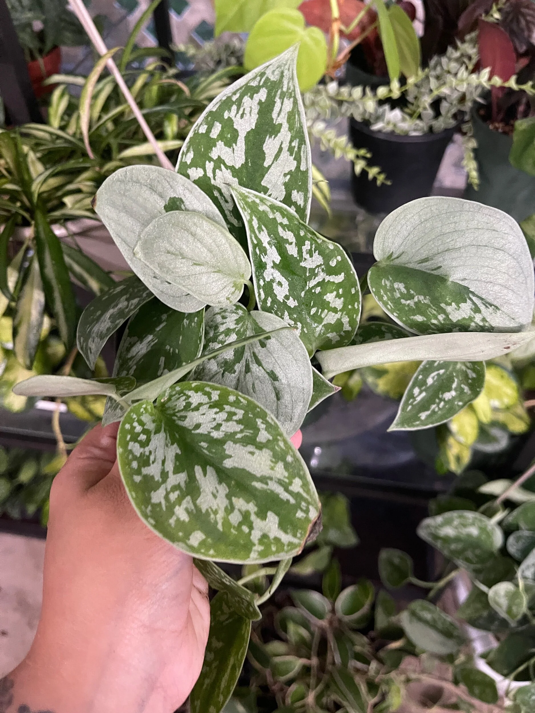 F5E7F3D5-EACE-4162-90A0-07FE5E61EE7C