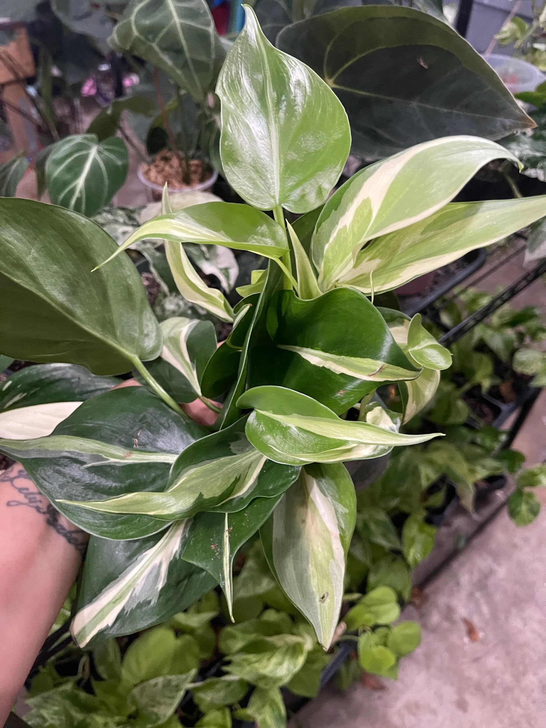 C682CD56-CDAC-430F-A4D6-036988F6AACA