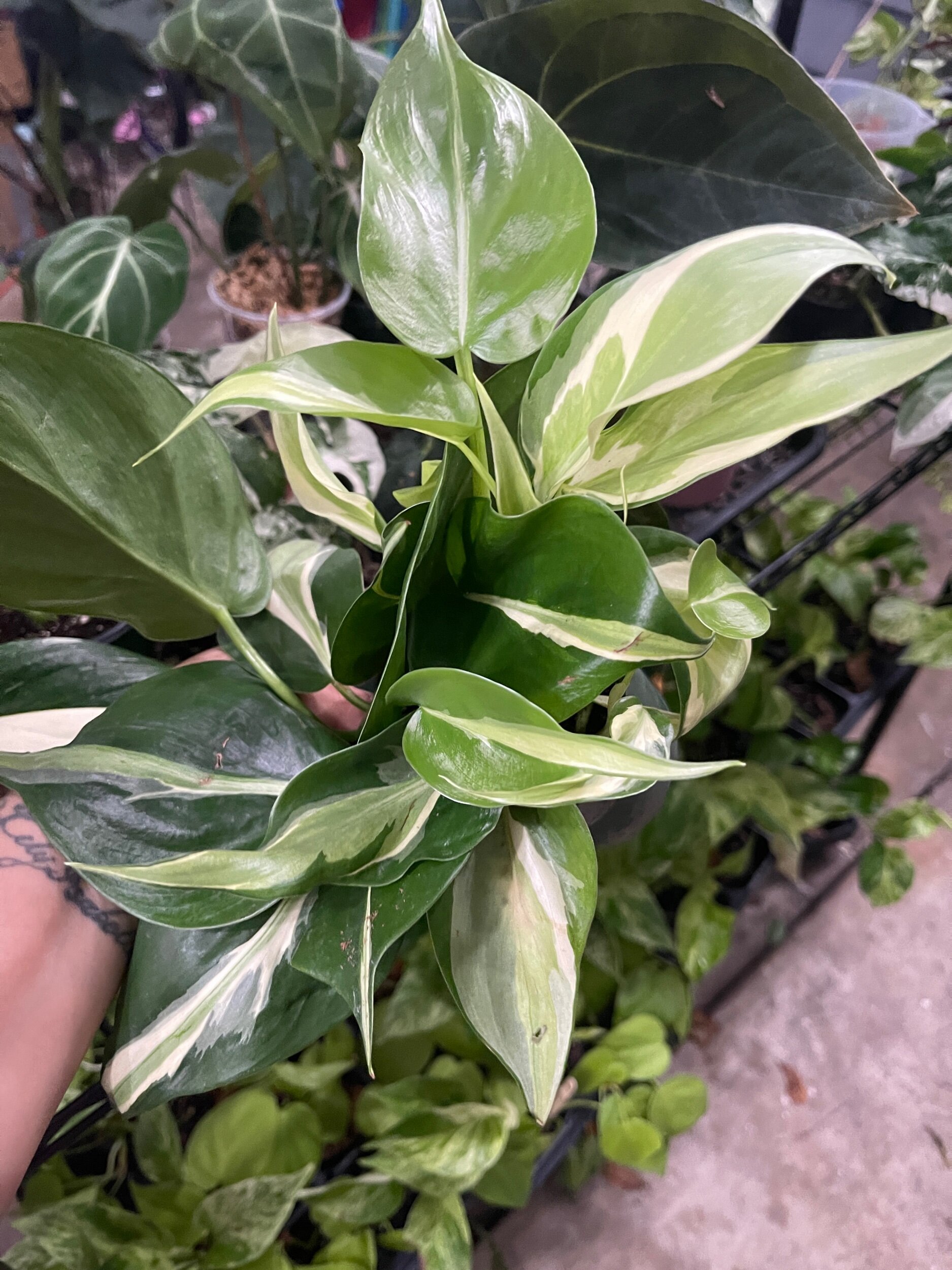 45A301B5-112C-4903-A062-B6D61AC6DDA4