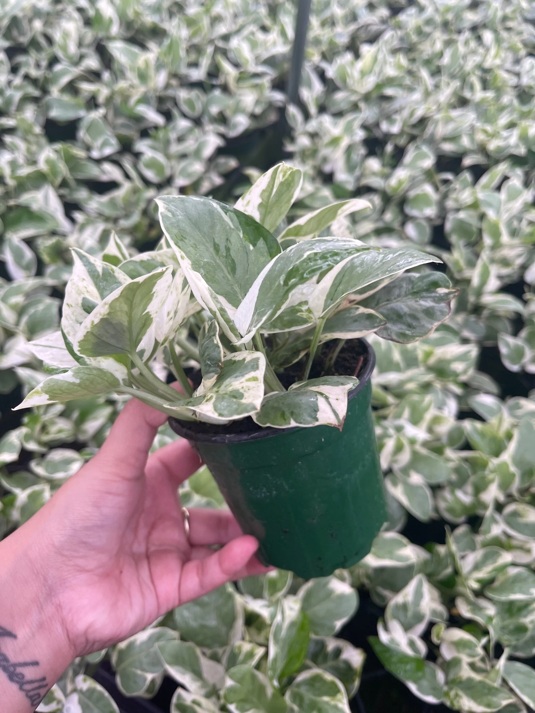 BD9FB7CD-492A-4D5E-8807-2287A2353D29