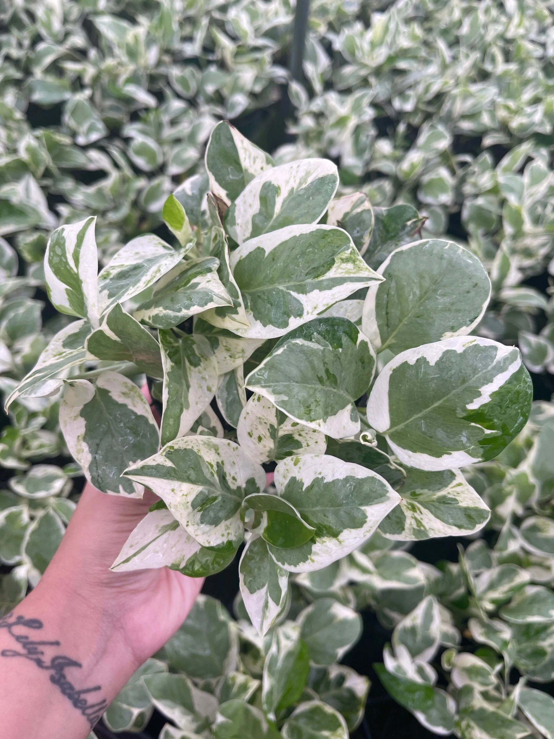 6BDA5E79-C241-44AE-B3C1-34CD4139B0C8