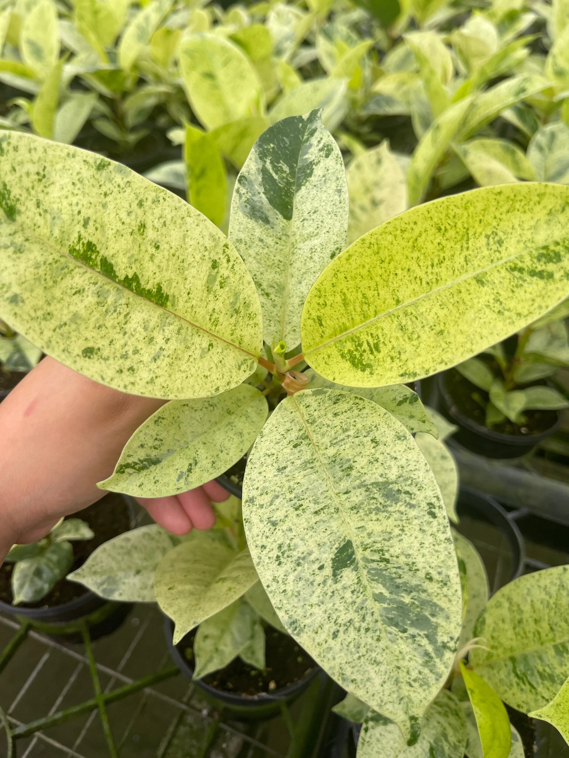 0FBC5813-BBC2-48C8-A7FE-9CEE4FE6C2D3