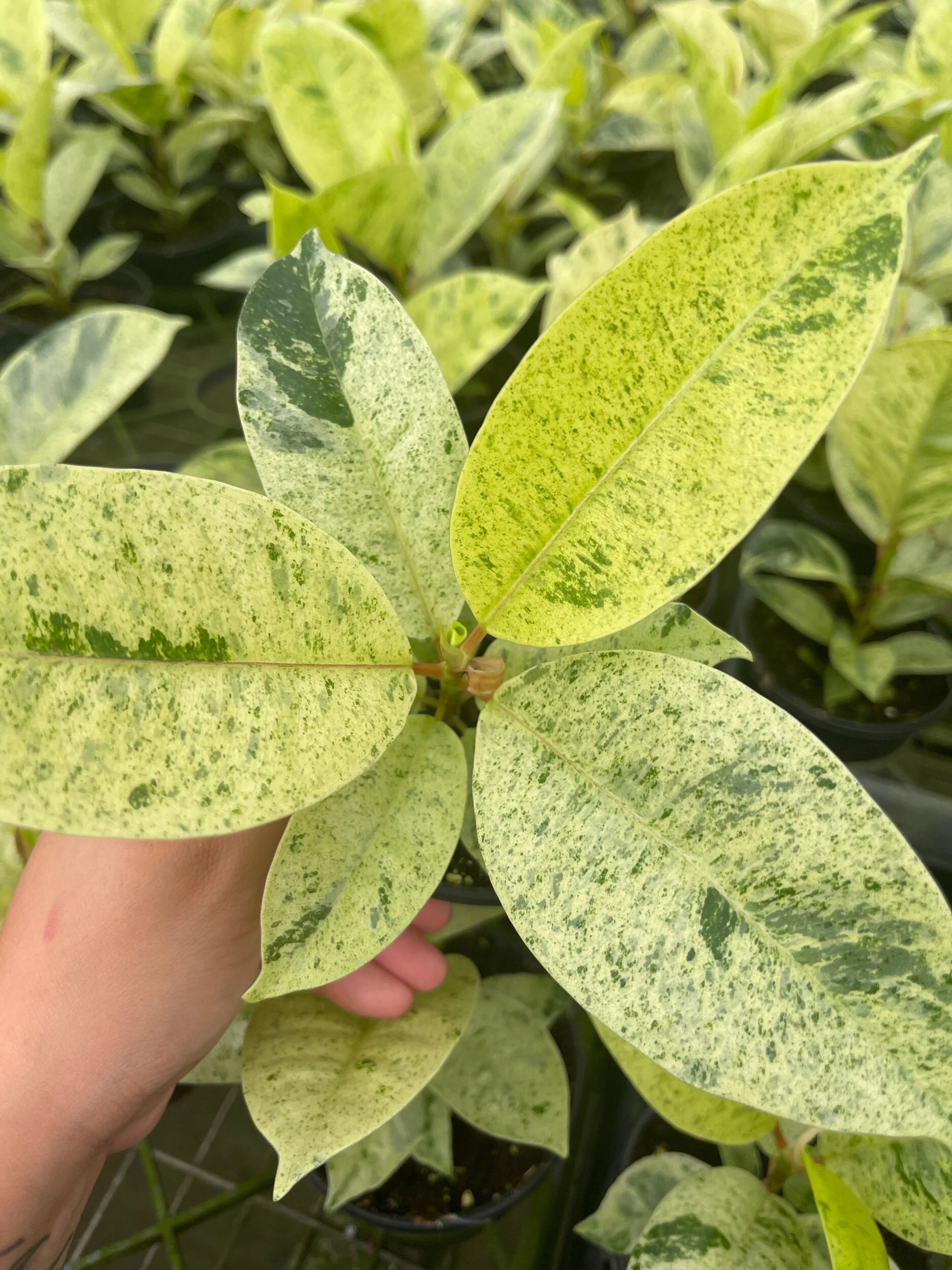 97FEF8AF-3067-49AA-B3A0-7262B6687BCE