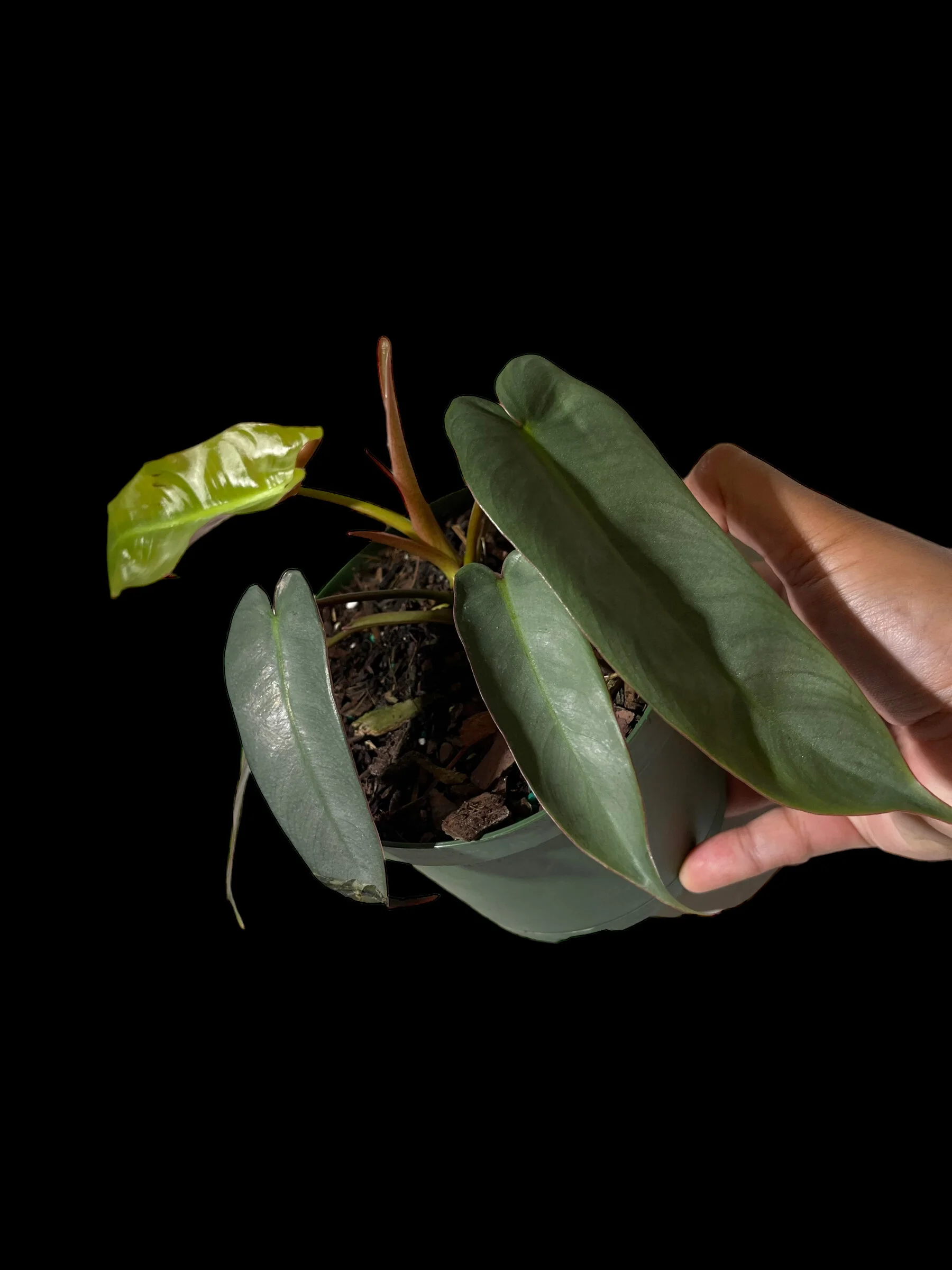 31CA8B21-A5D2-4749-ADC5-C5D58F16A751