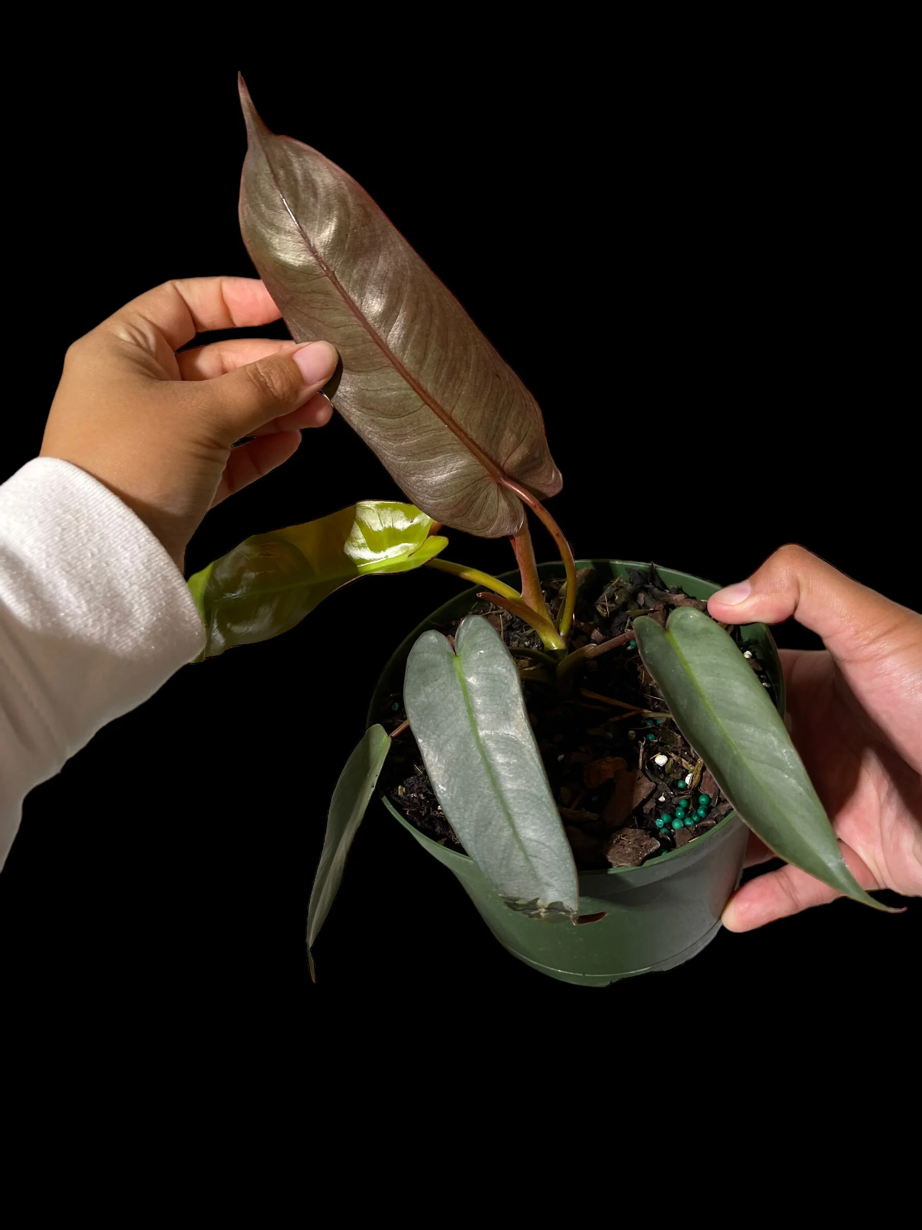 E893B3FC-5CAC-4B02-891F-FDF6938E091D