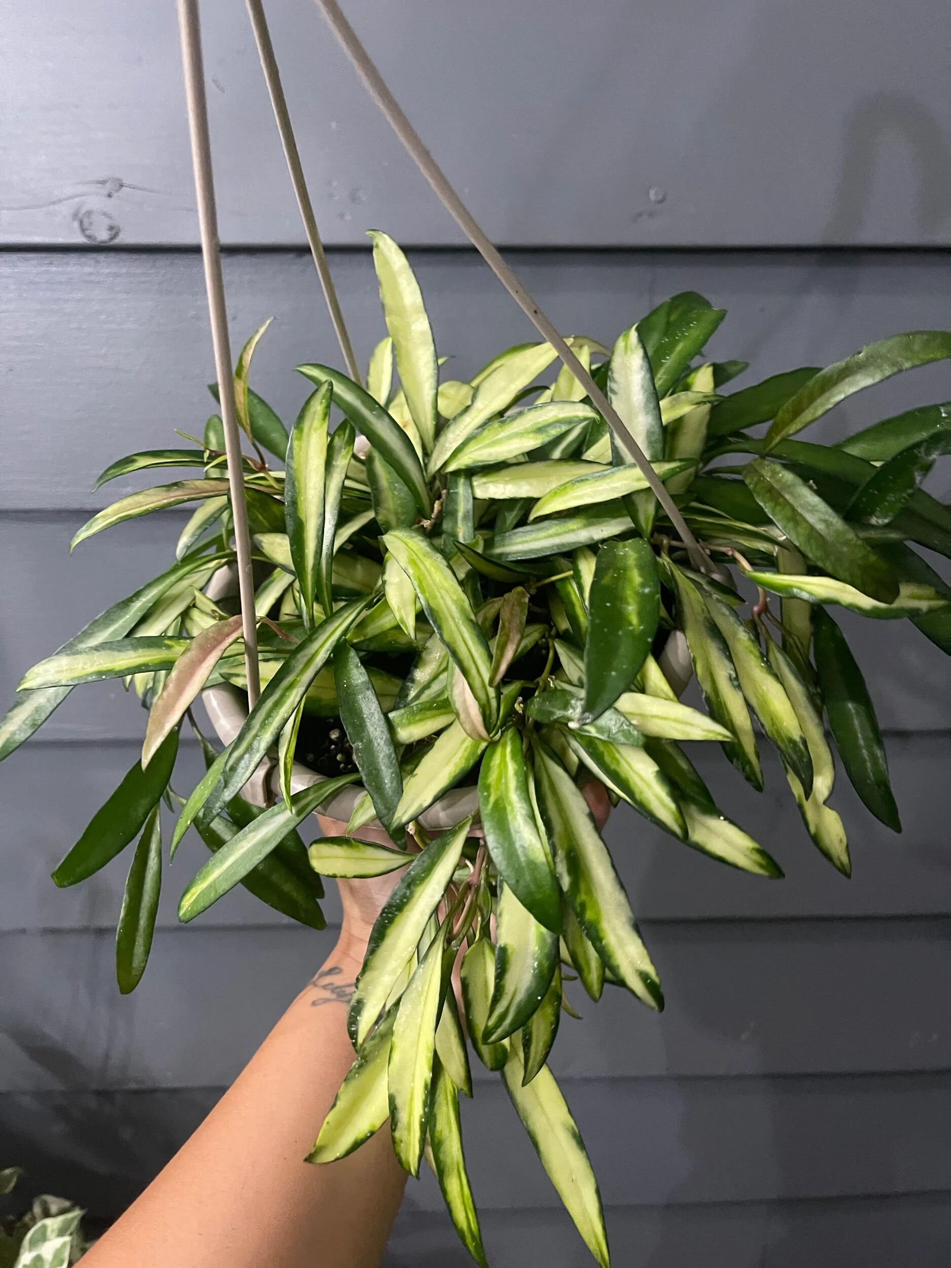 7CE1A0A3-A850-4DDD-888E-A4ECF60ABAE7