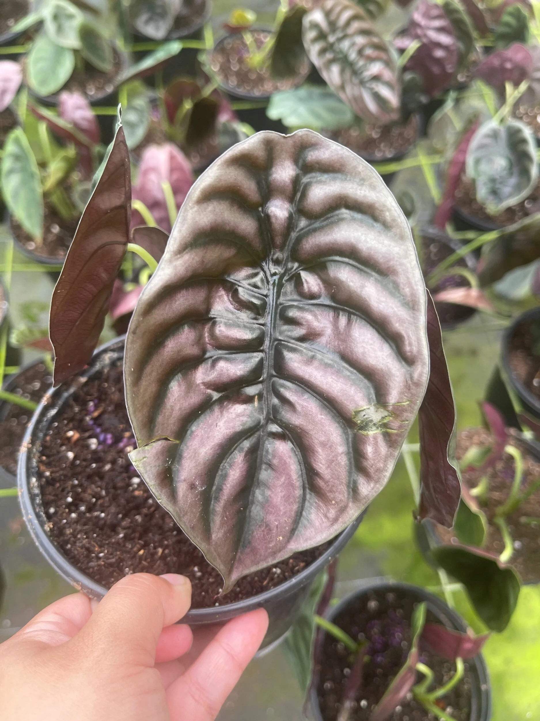 E2CC3A84-AB65-49DE-971E-795EC11D7B23