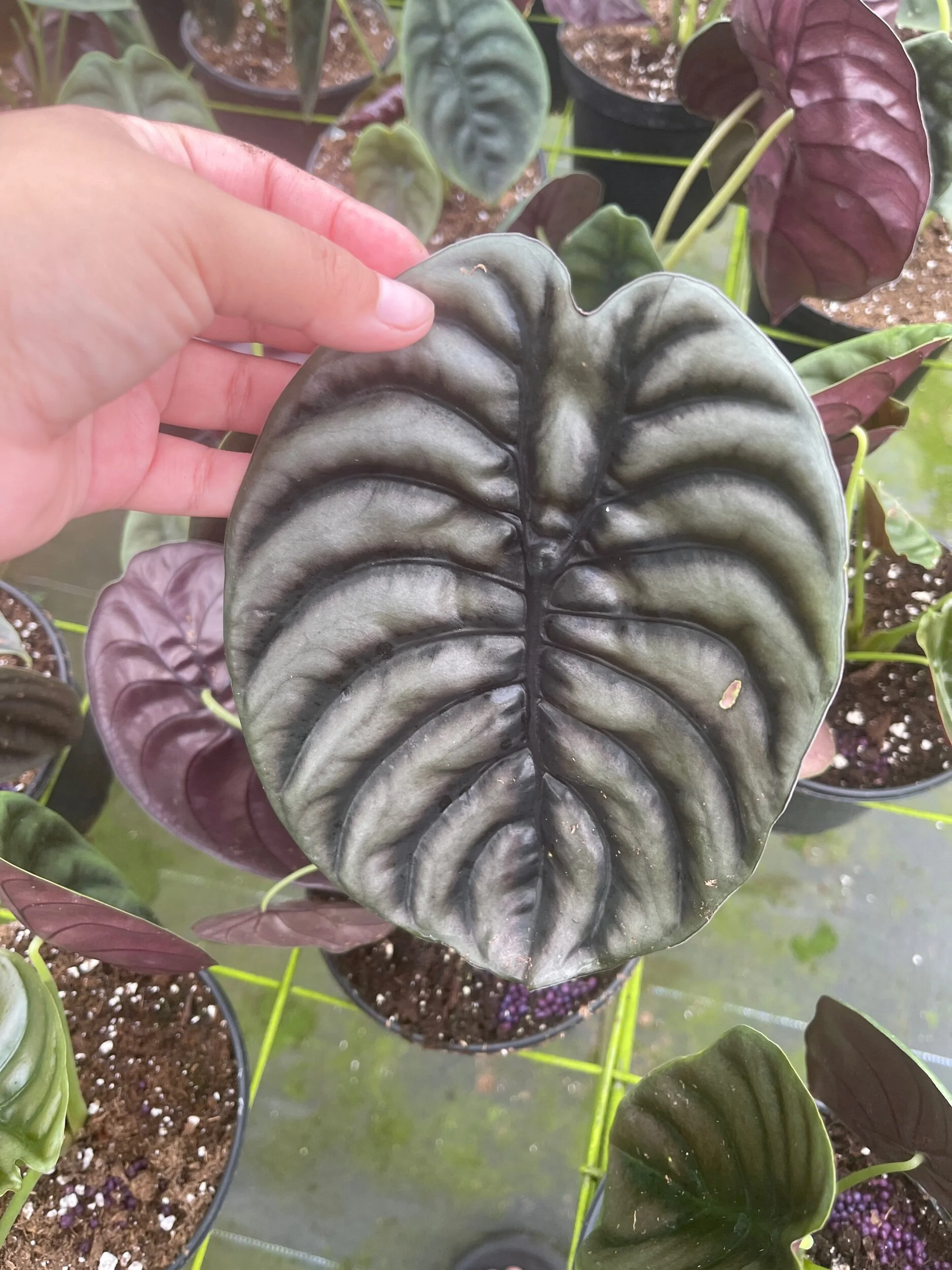 0D30BC87-A8ED-429E-A83D-E9E00F98C25E