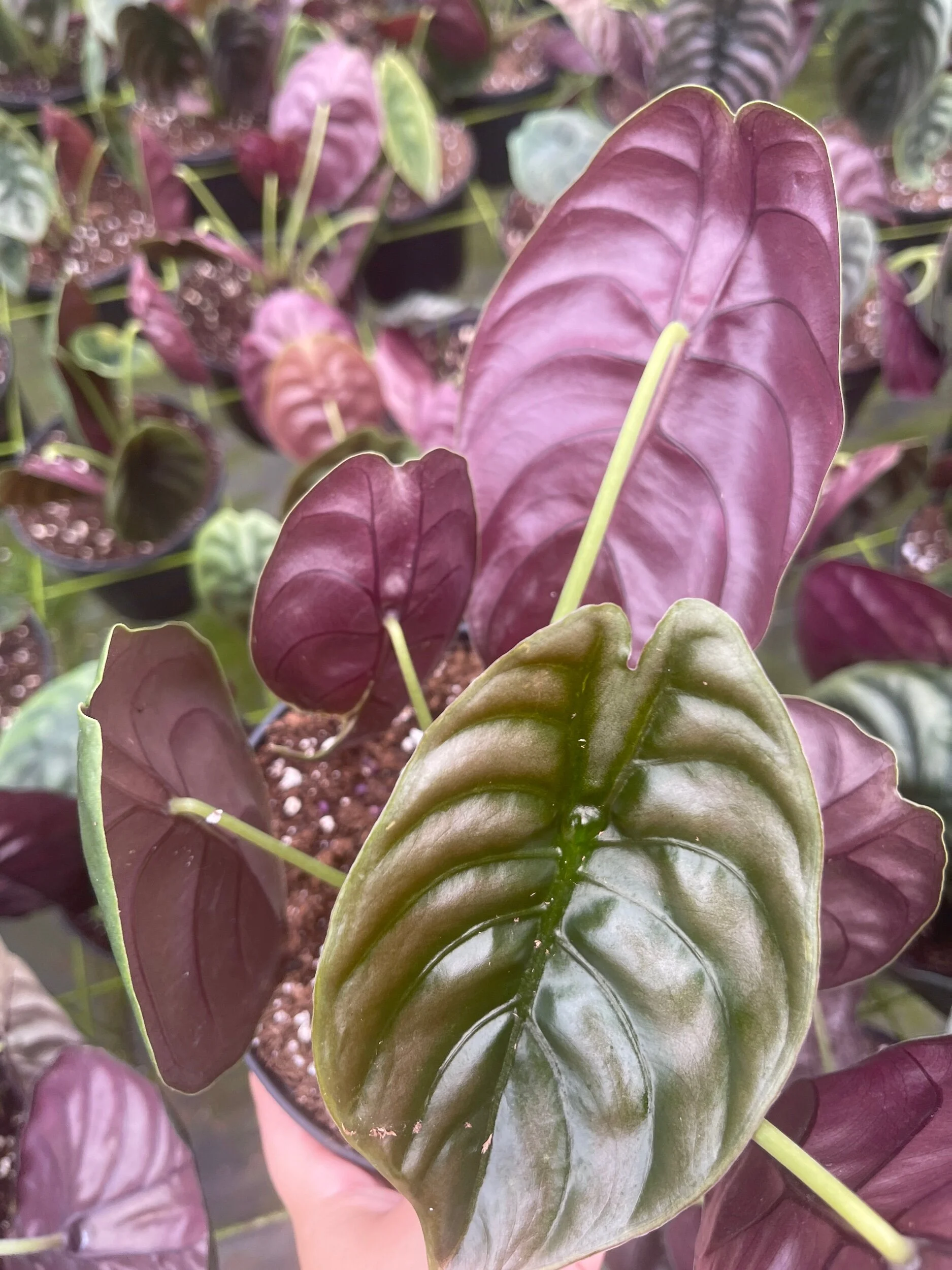 67F88A28-3137-463E-A8A0-84E62DF56FC6