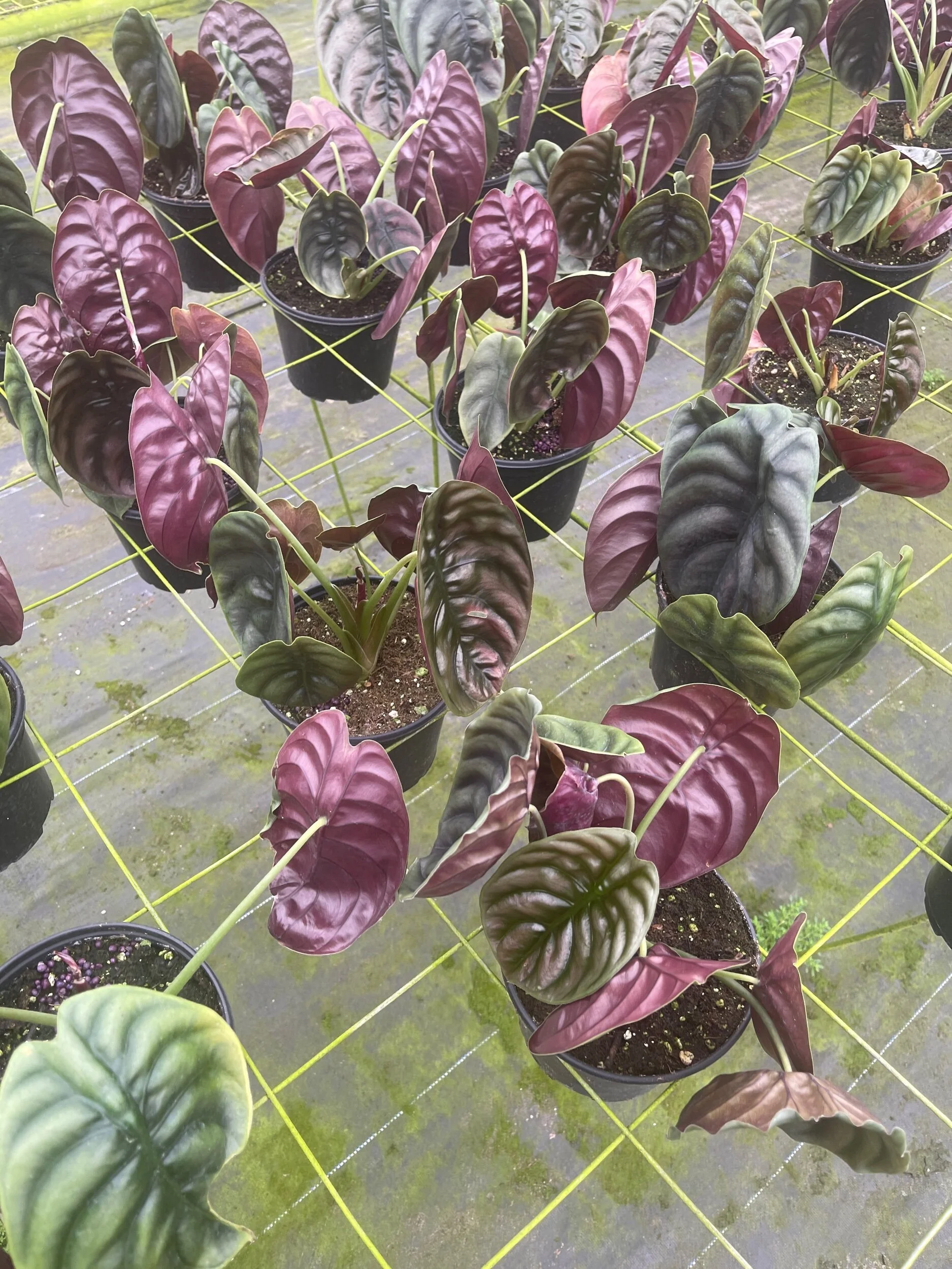 A90E9DF7-935D-40AC-AD8D-28CE1B31865A