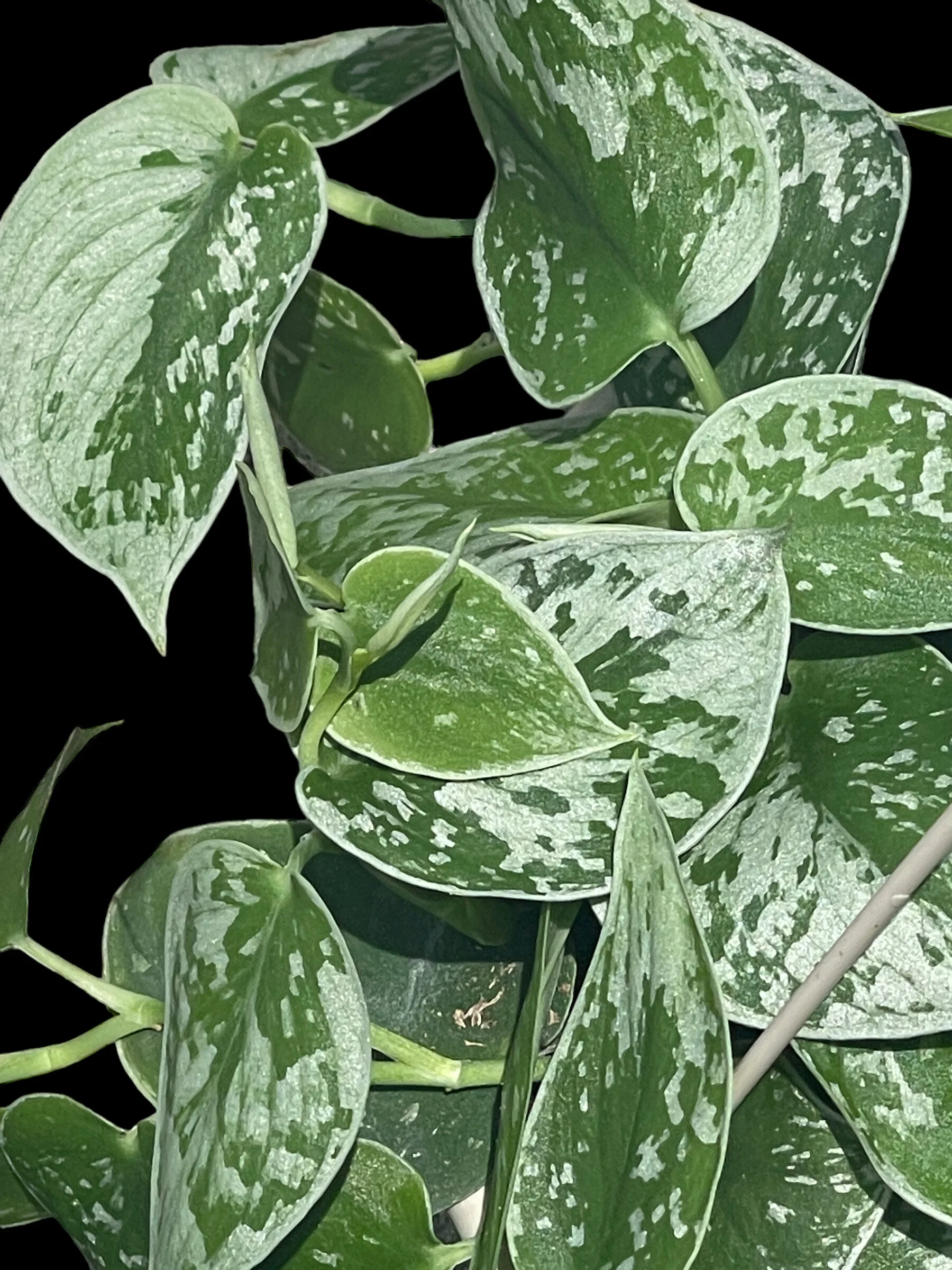 E0F048BF-6185-4F06-8030-219553977161