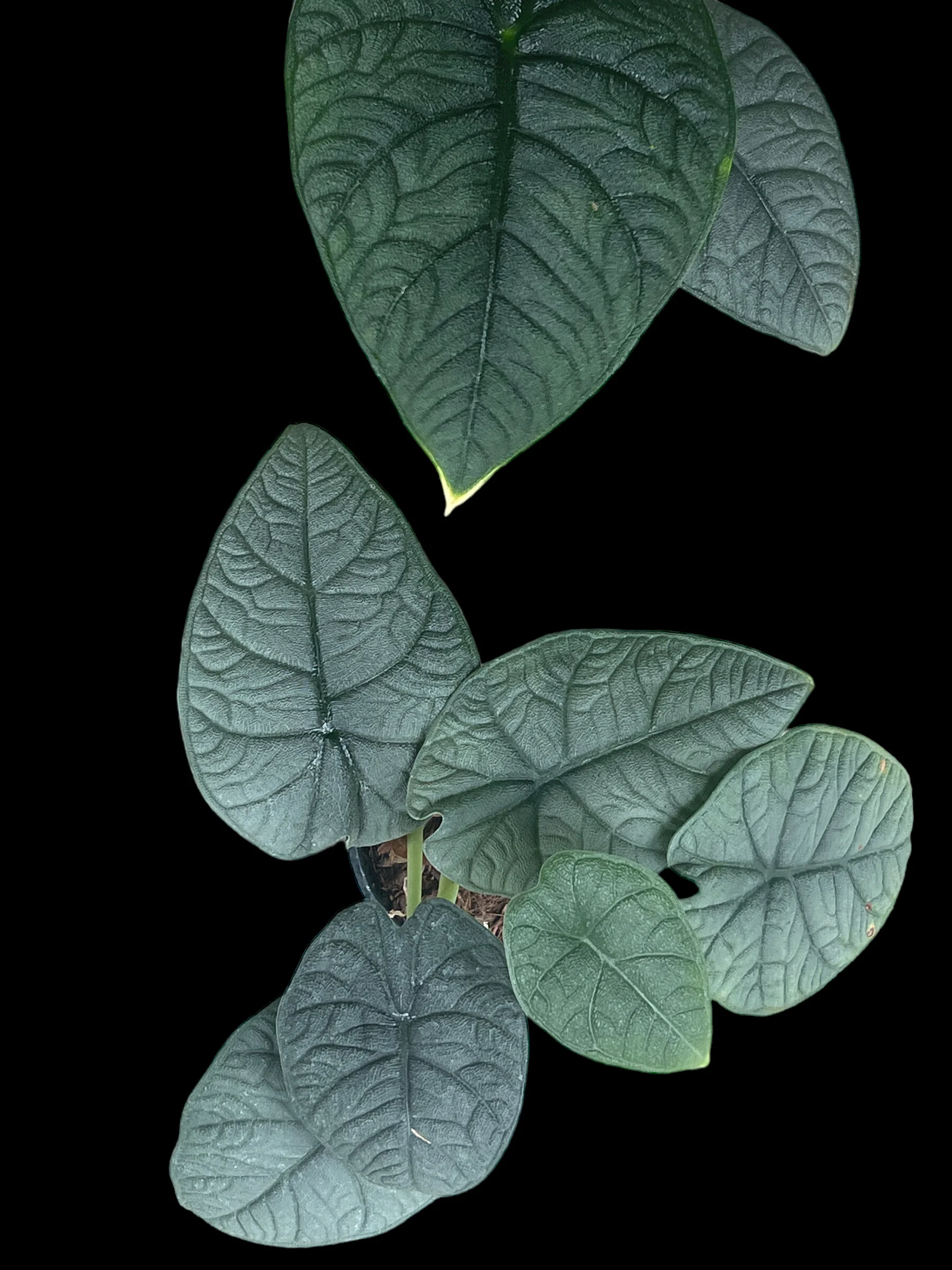 81D3DCAD-6A71-405D-81D1-36E44AF2A9F0