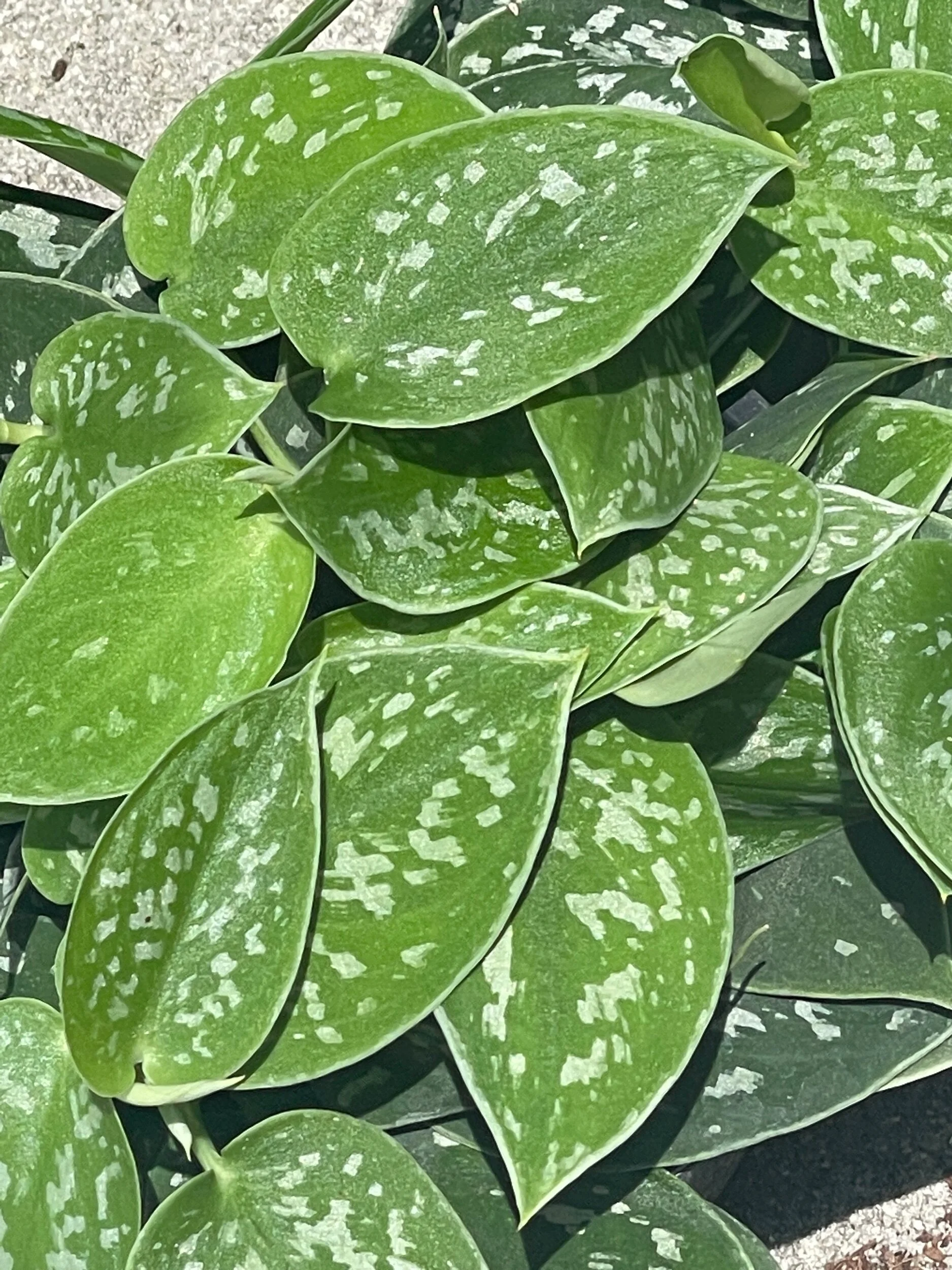 BEA75504-83D5-456A-BDC9-C0F5238F069A