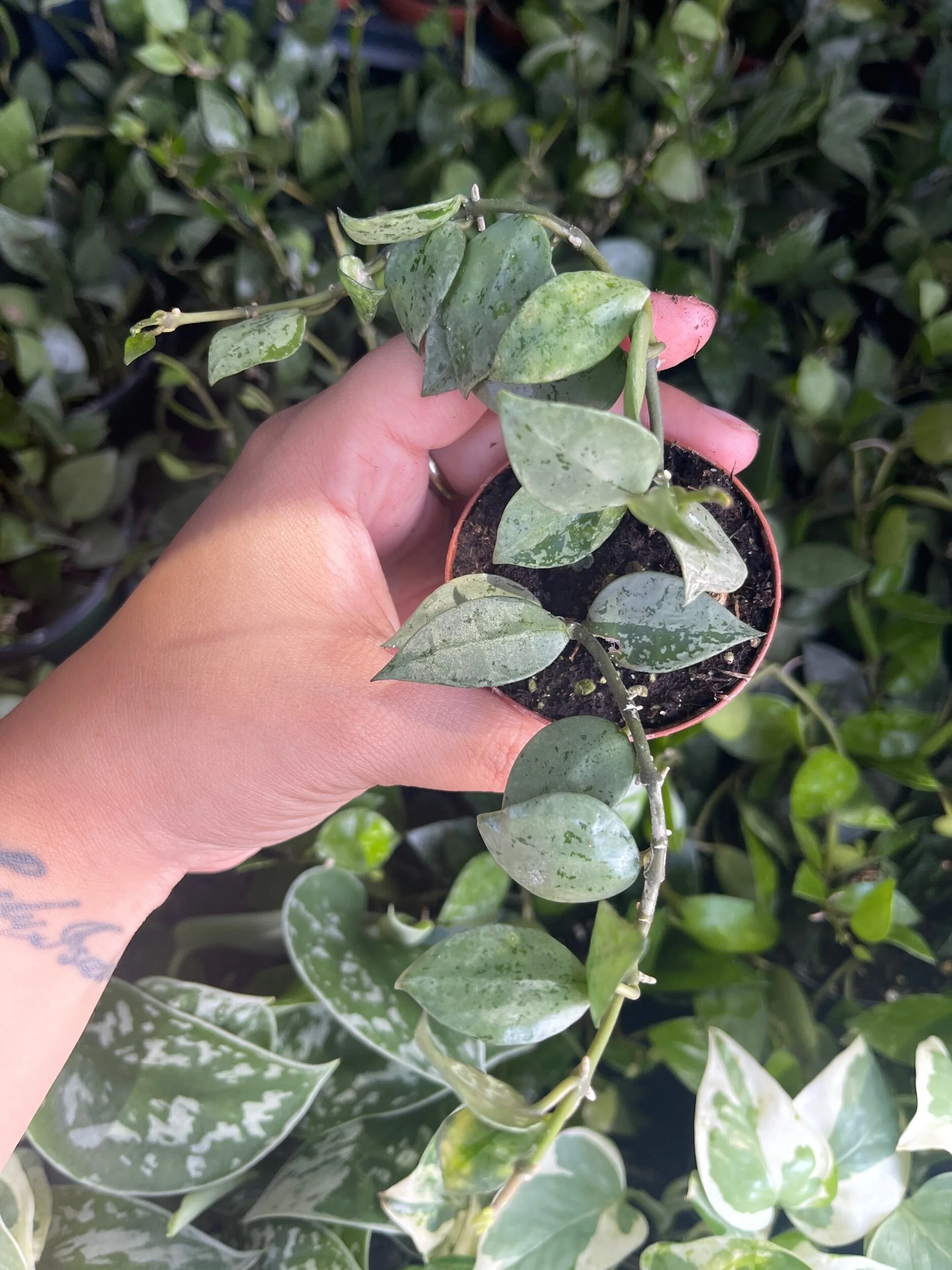 6F38698E-9E24-4207-B6F0-D0DAED984F8F