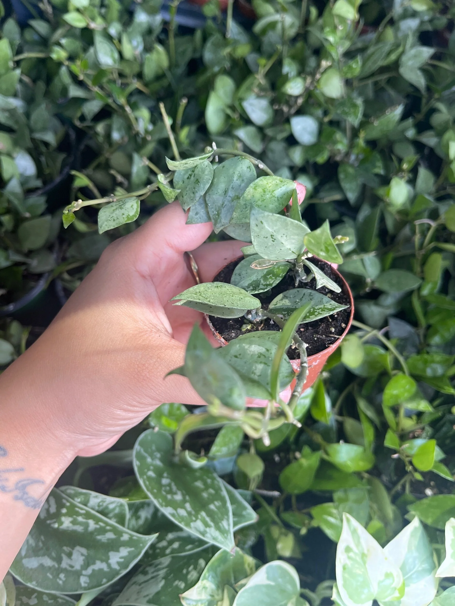 1839F491-1129-472C-830F-4180675BB1DE