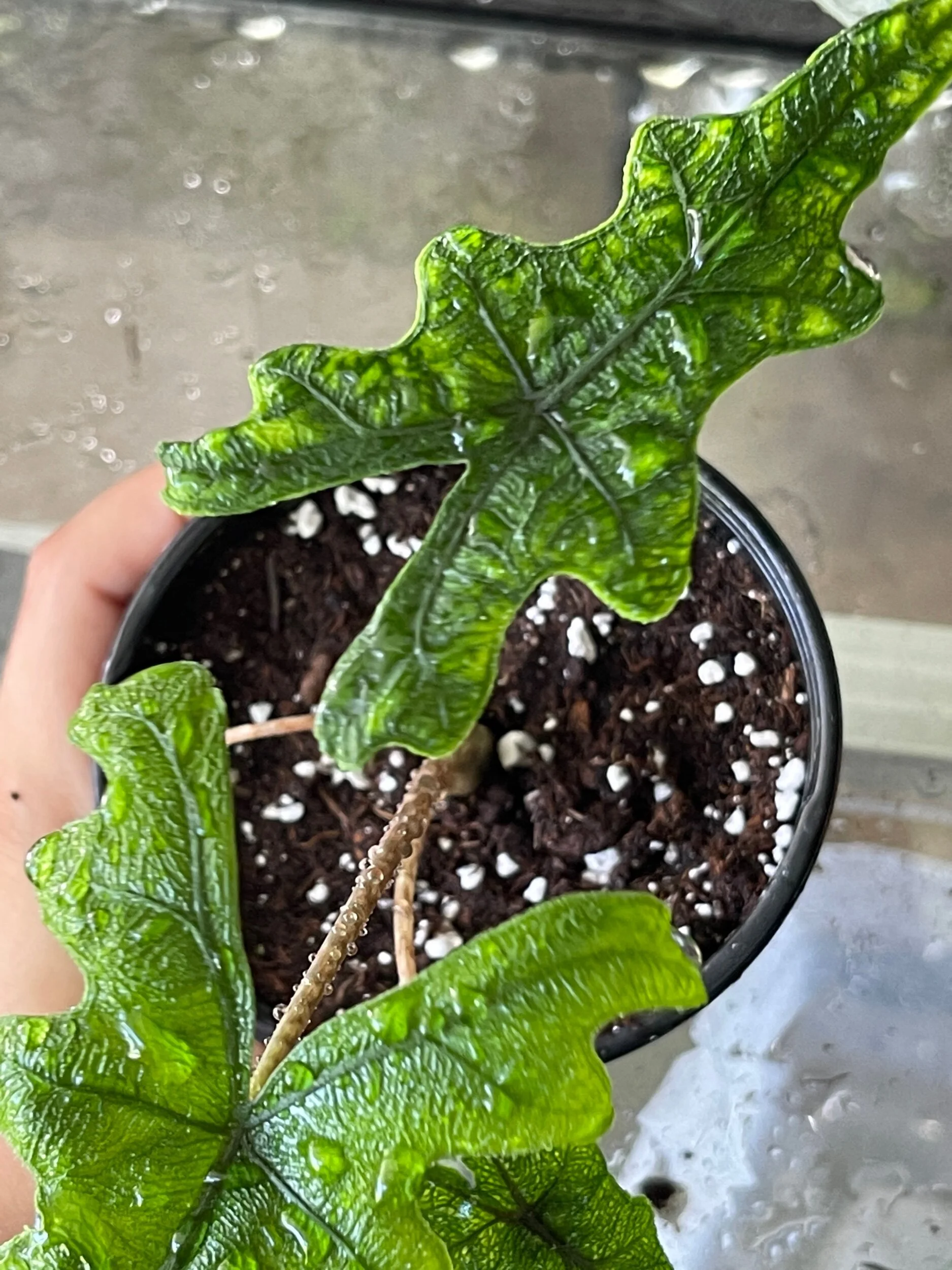 756727EF-5C89-42BA-B525-29F905429C67