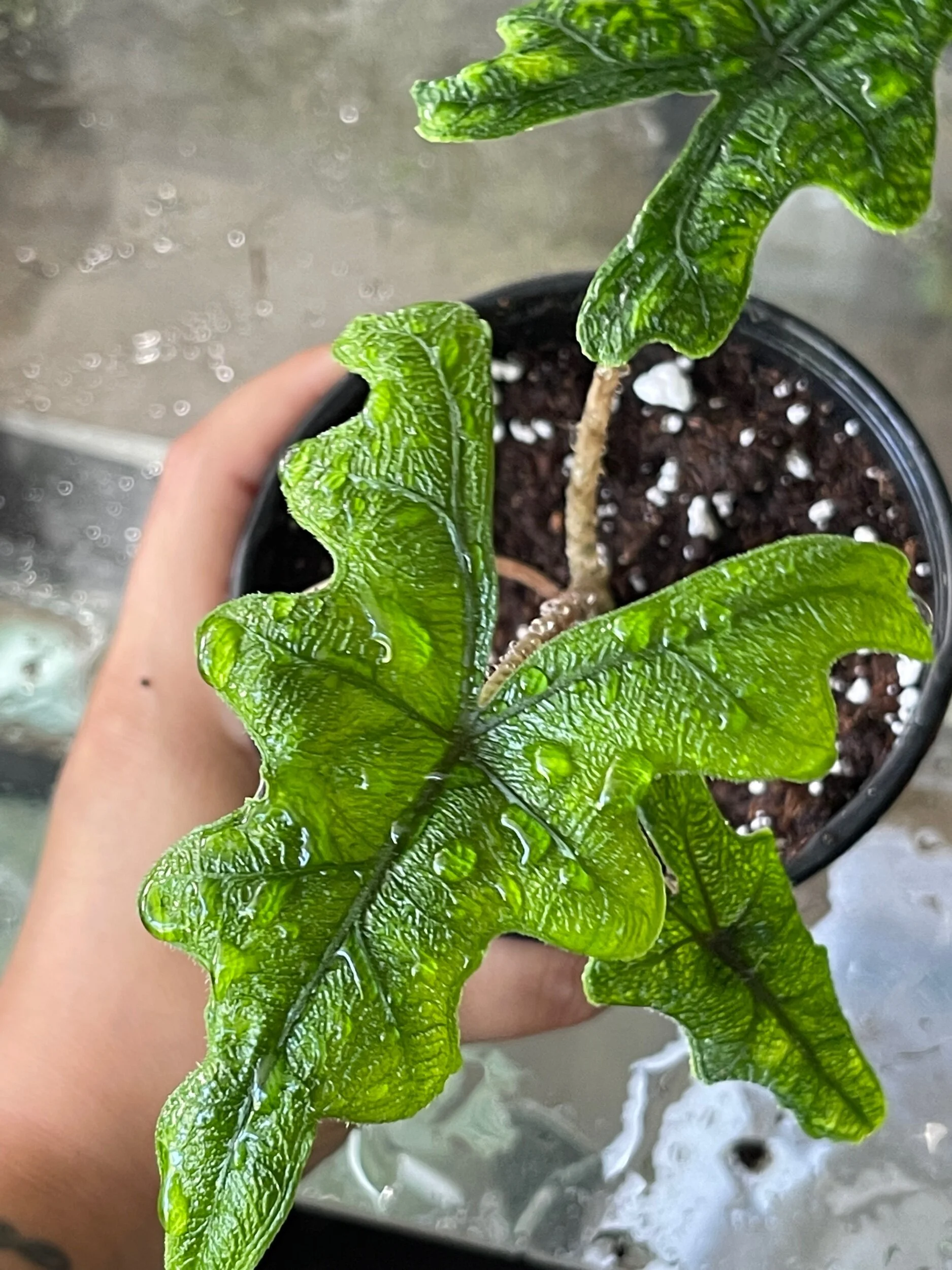 32E76777-DD2C-4C8F-B3FC-65721E7CB05A