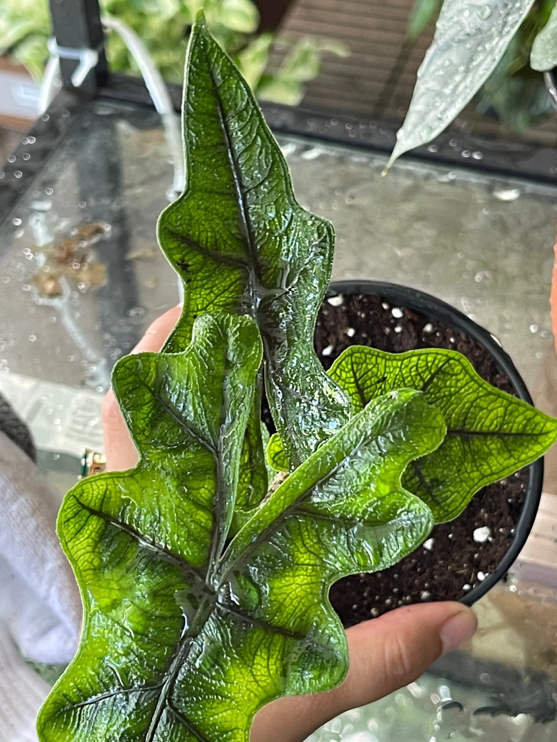 5CFA8DCE-AE79-4200-9255-99D3DEED3896