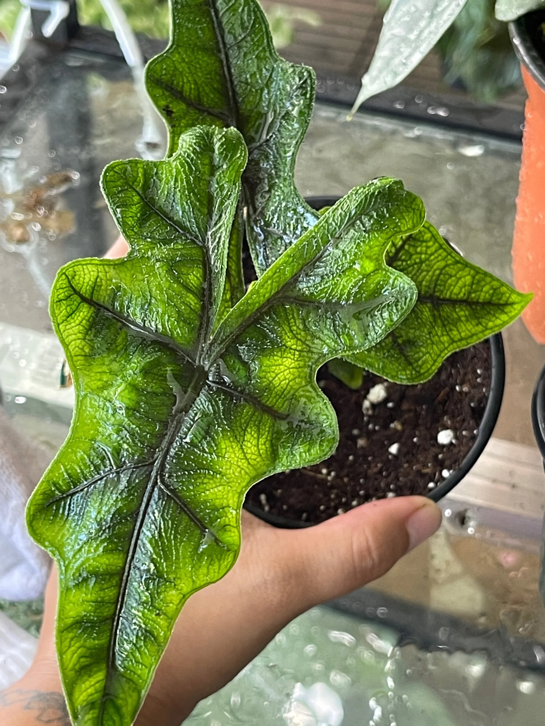 B1914105-0AE8-4C57-9EBC-E43FA66706BD