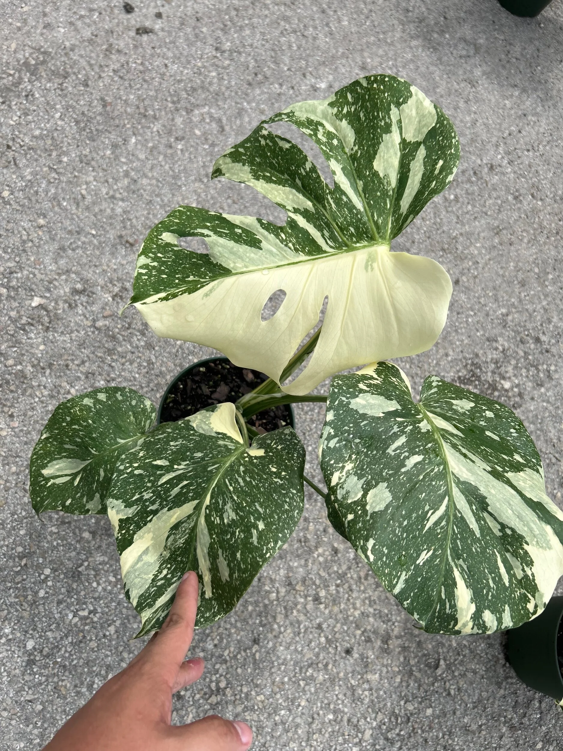 D22D2A3A-8294-4CE5-BEEA-CC3762A59DFD