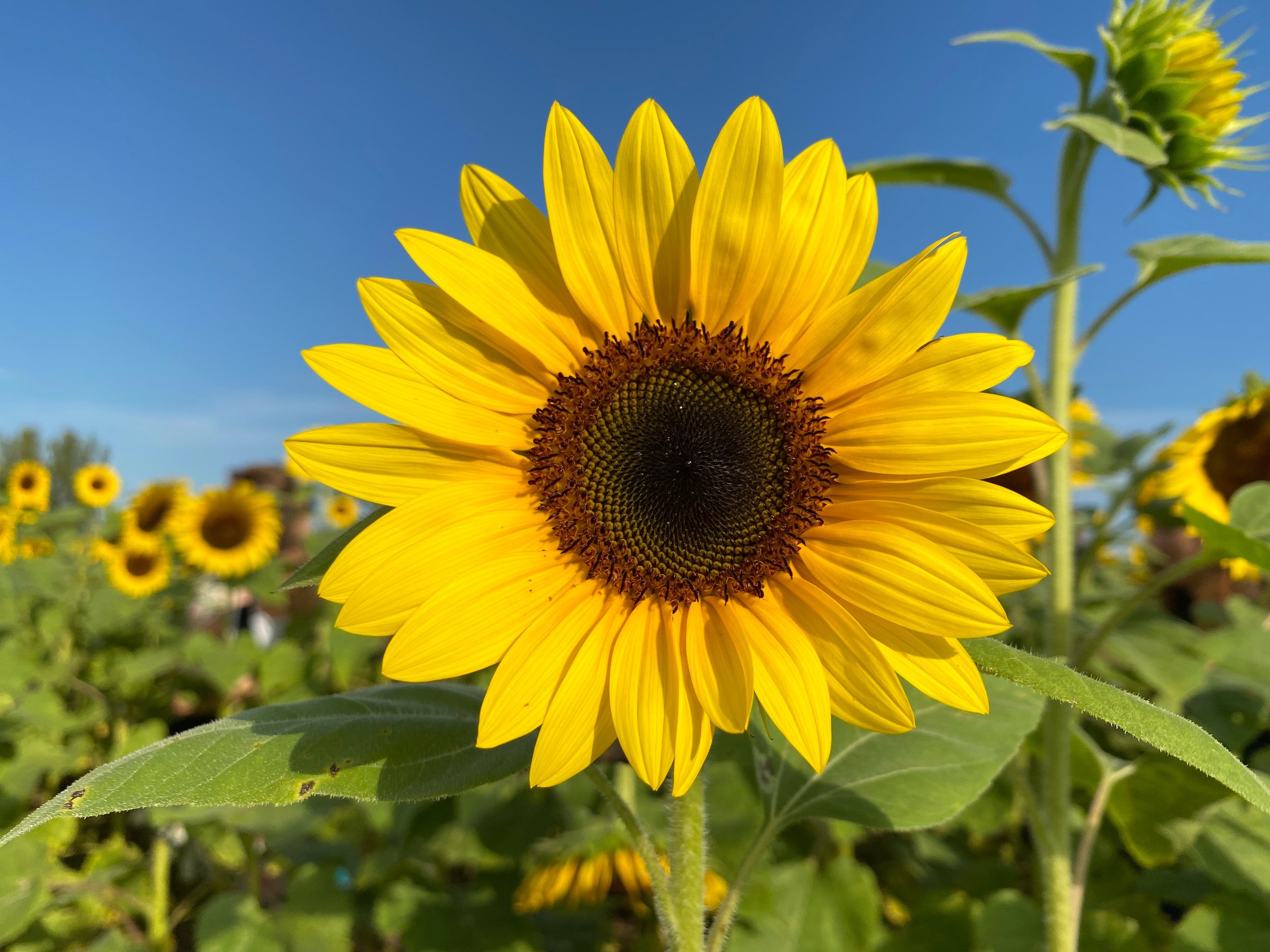 Sunflower.jpeg
