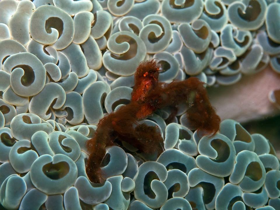 Kalimaya Diving:orangutan crab (1).jpg