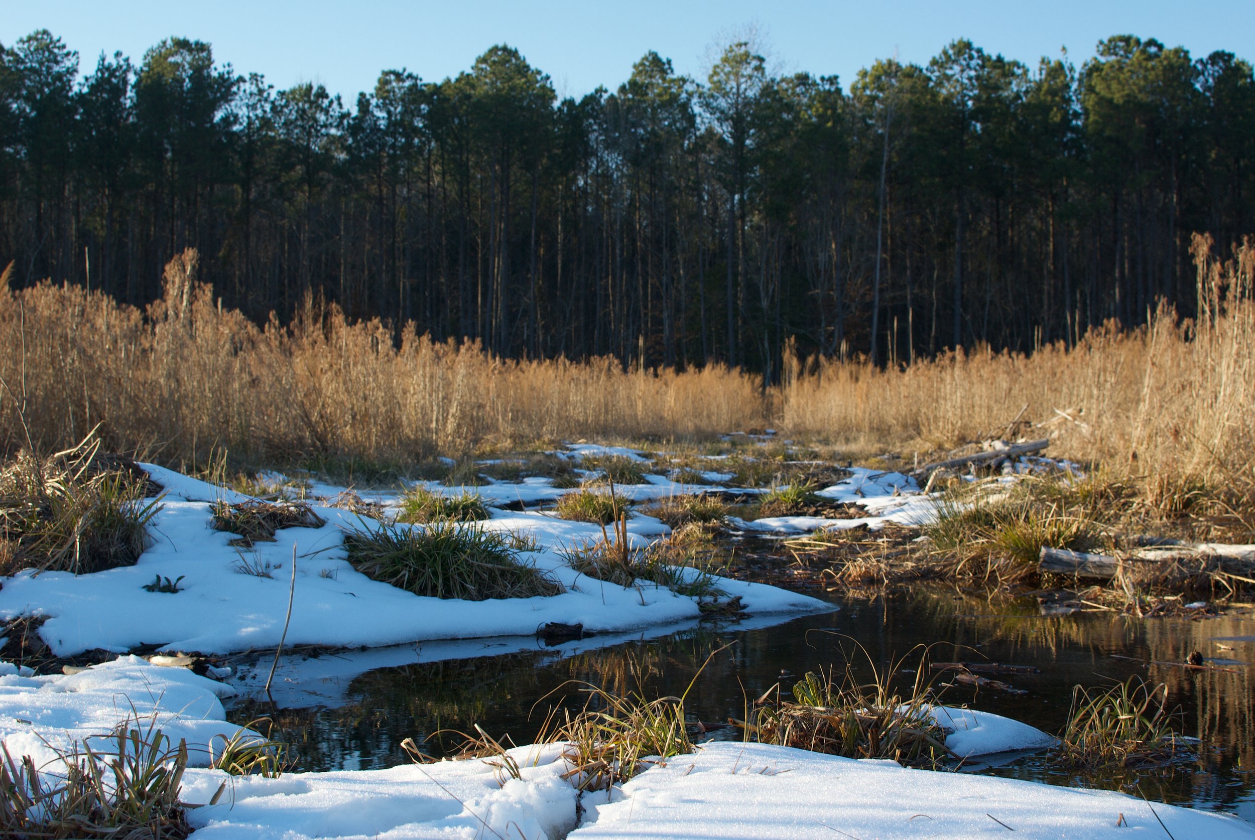 Dad's Backyard
Moyock, North Carolina