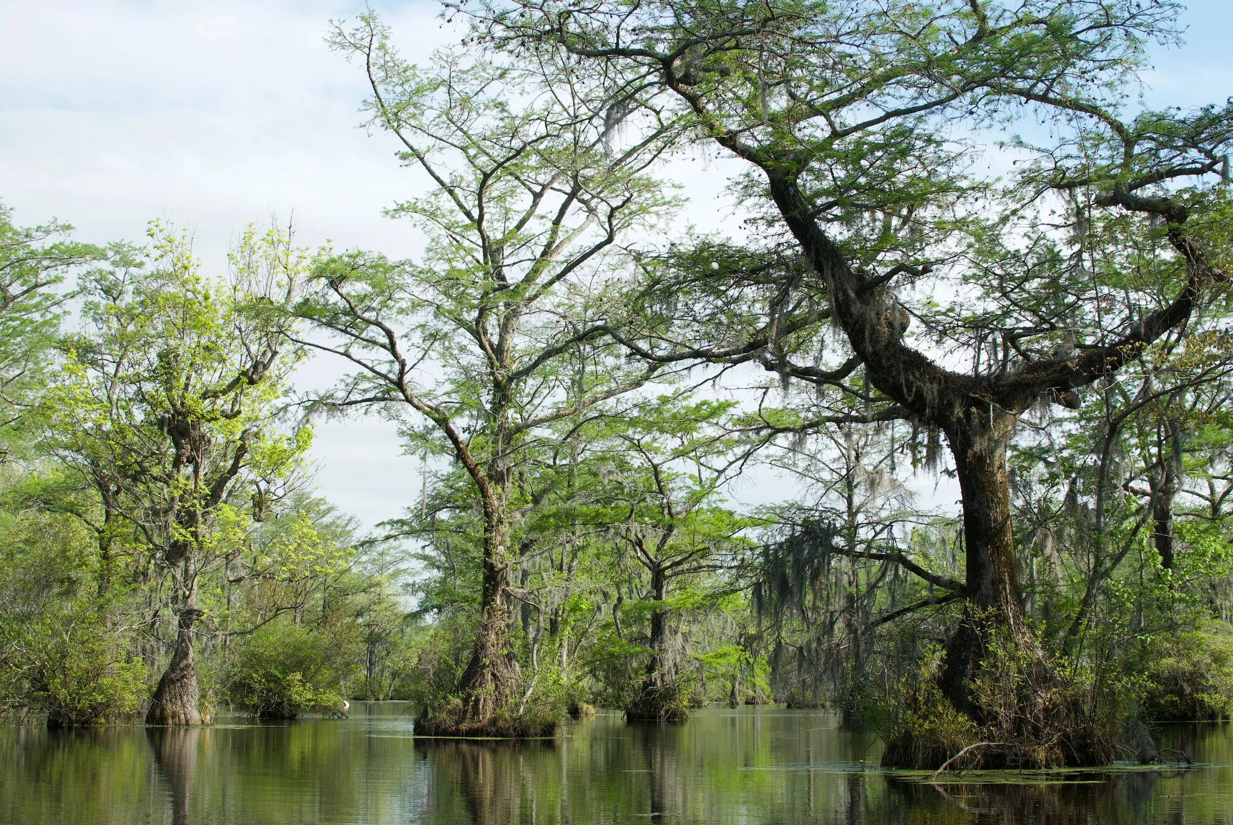 Merchant's Millpond State Park
Gatesville, North Carolina