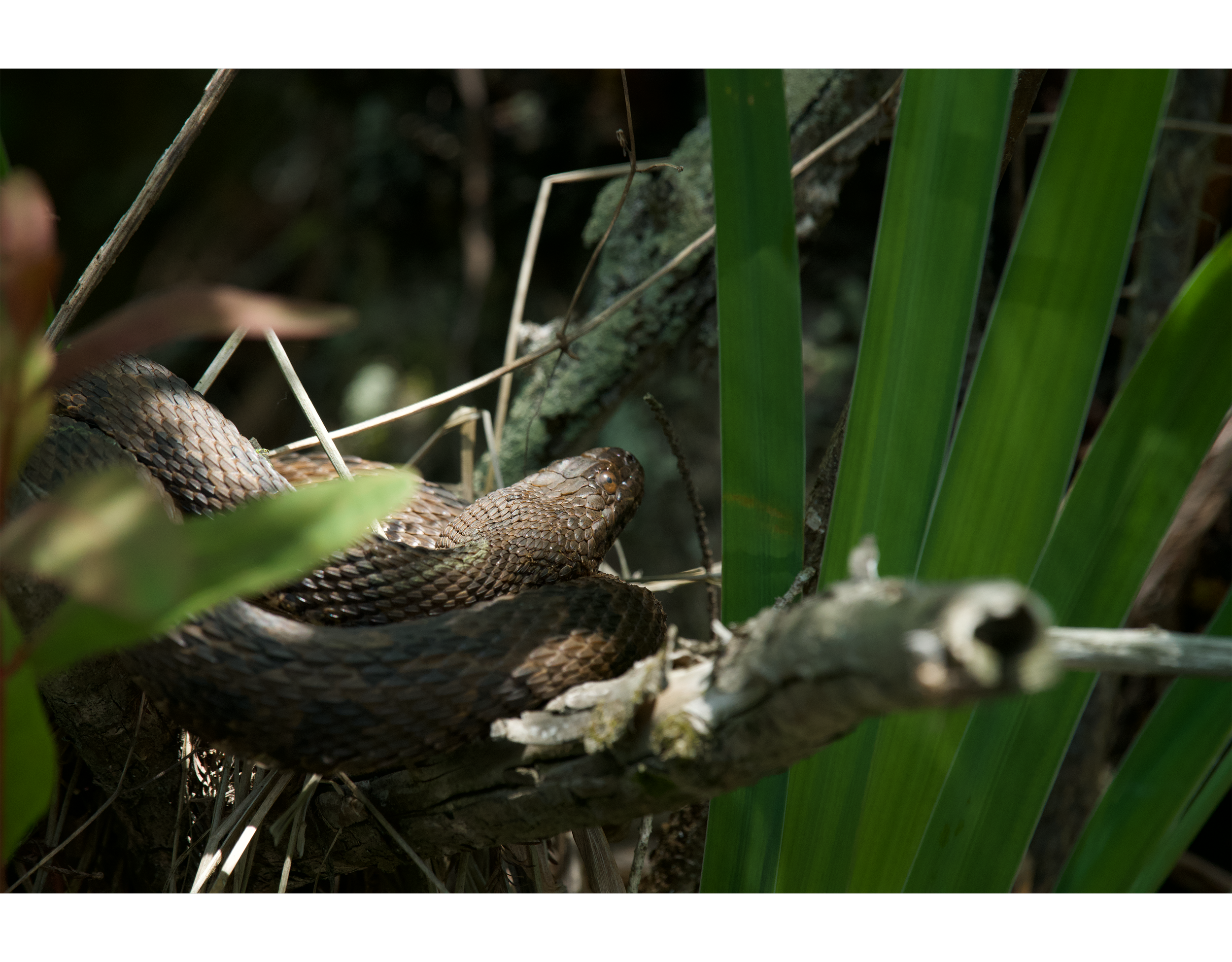 Brown Water Snake
Merchant's Millpond