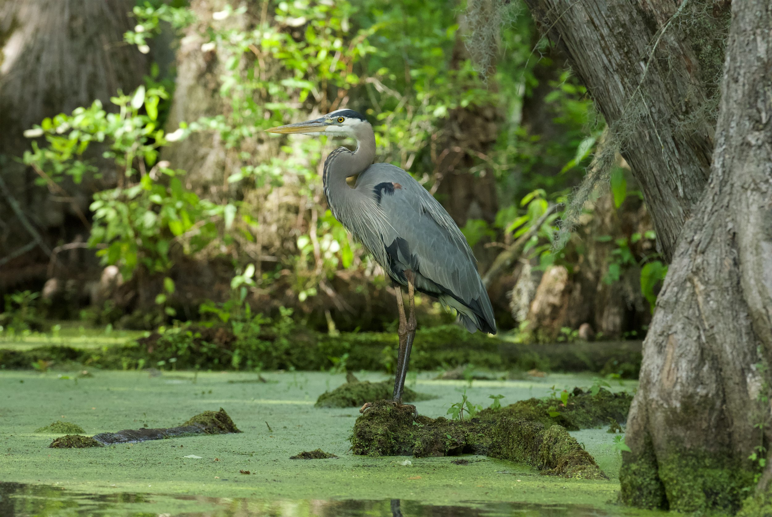 Great Blue Heron
Merchant's Millpond, North Carolina