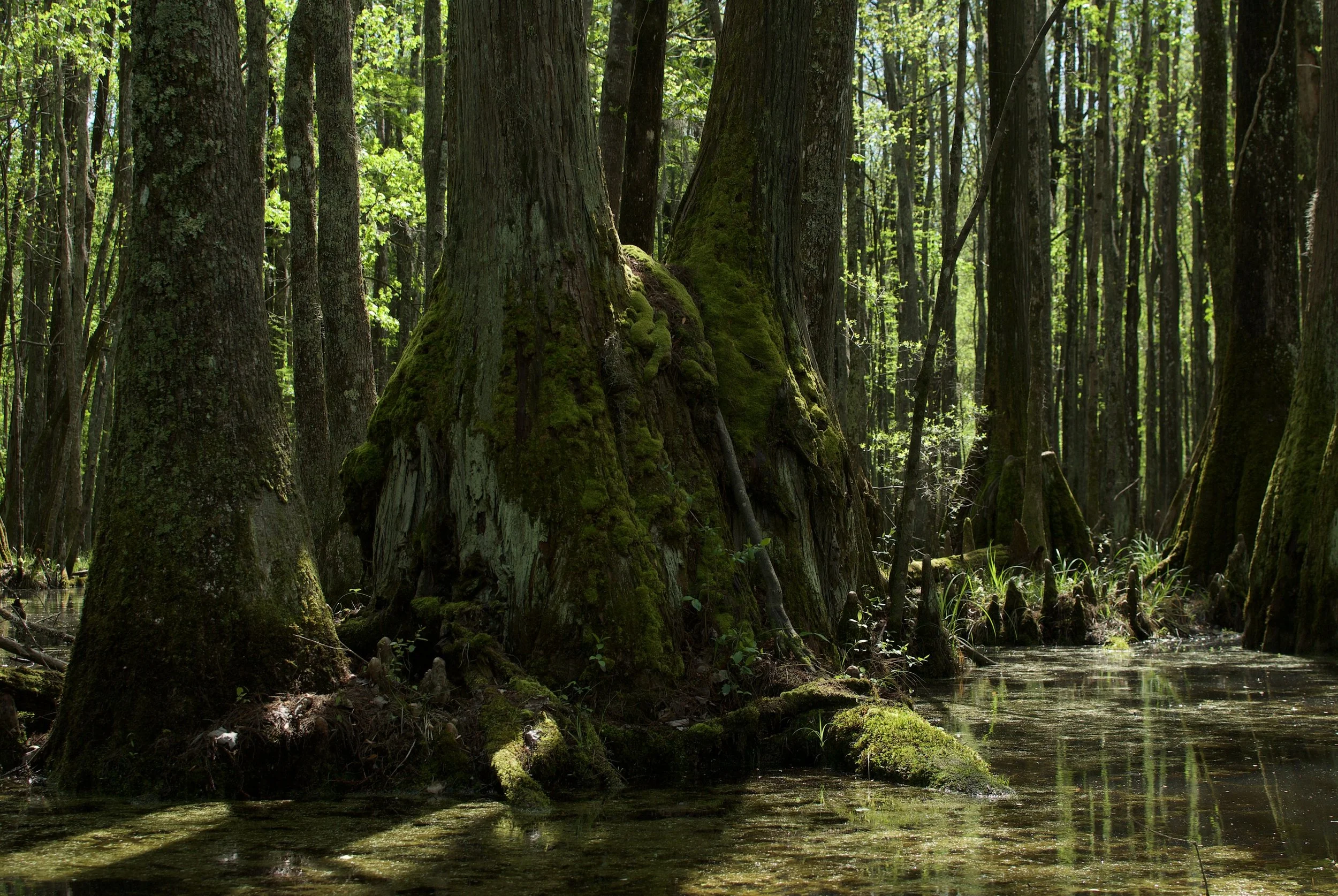 Sunlight through the Woods
Gates County, North Carolina