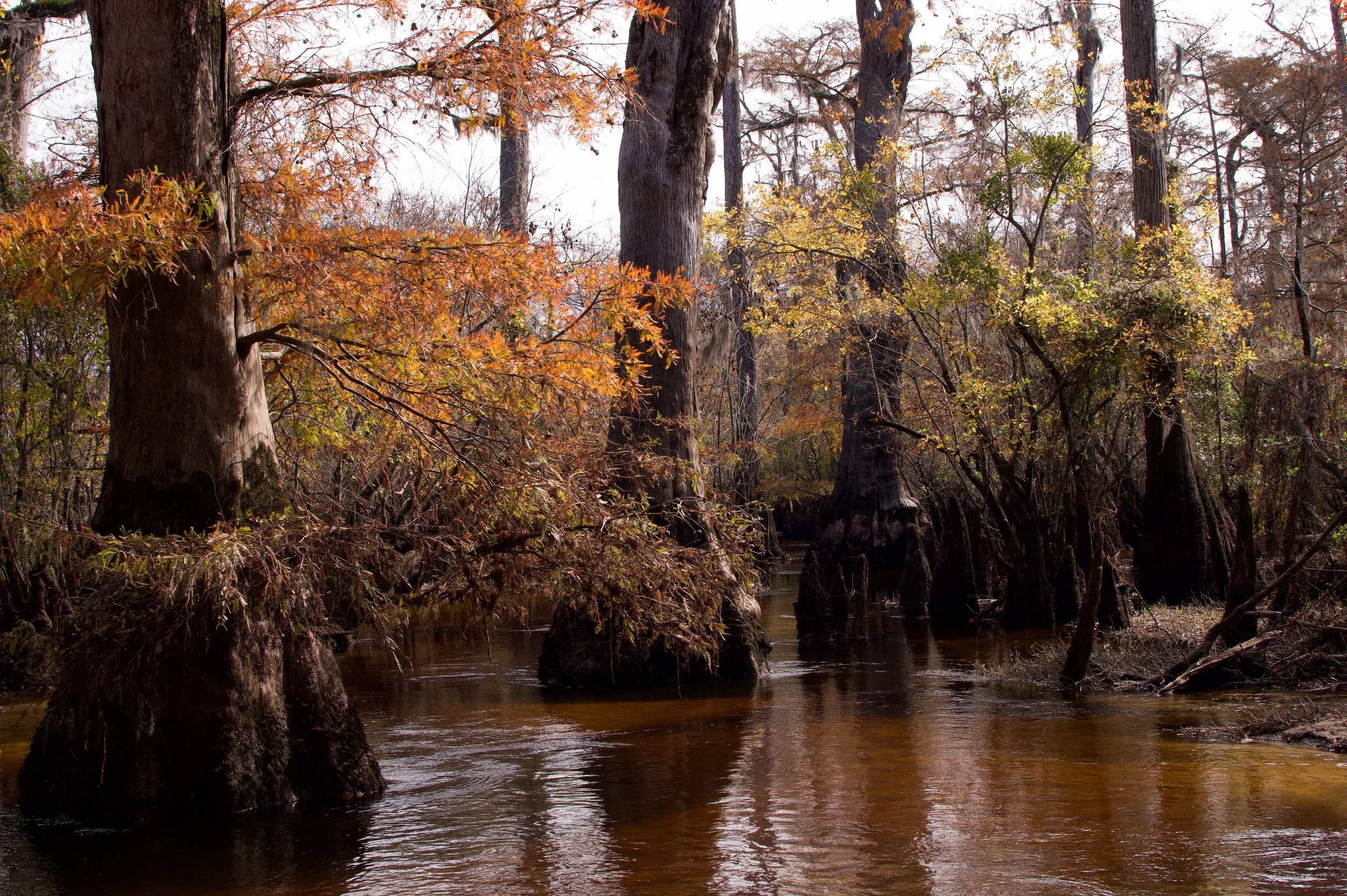 Ancient Swamp in Autumn